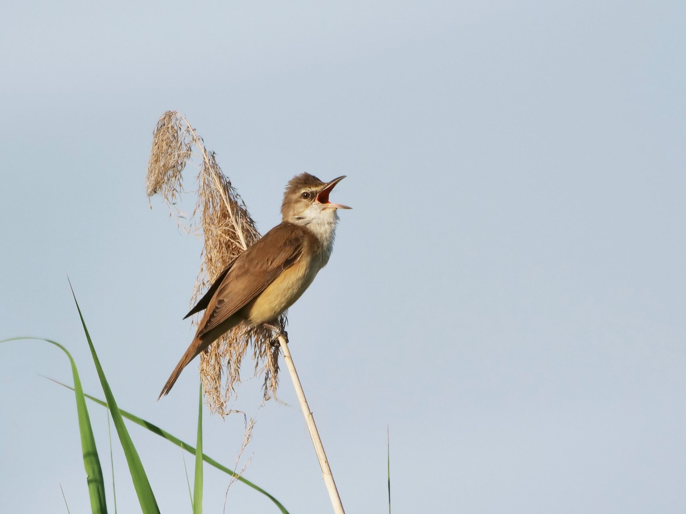 Cannareccione (Acrocephalus arundinaceus)