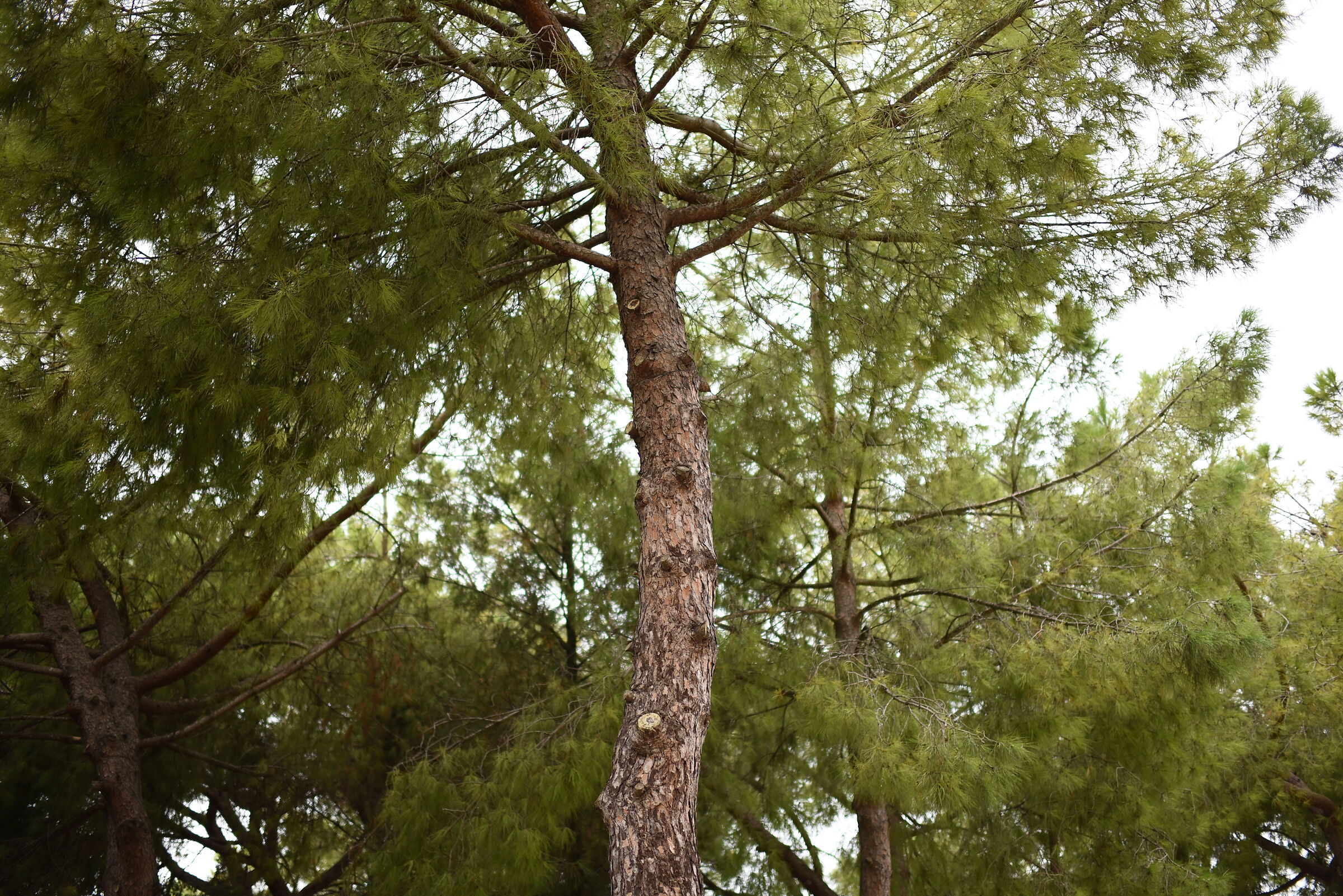 F. 1.4, 1/ 4.0 0 0, ISO 500- Tamron 35, 1.4