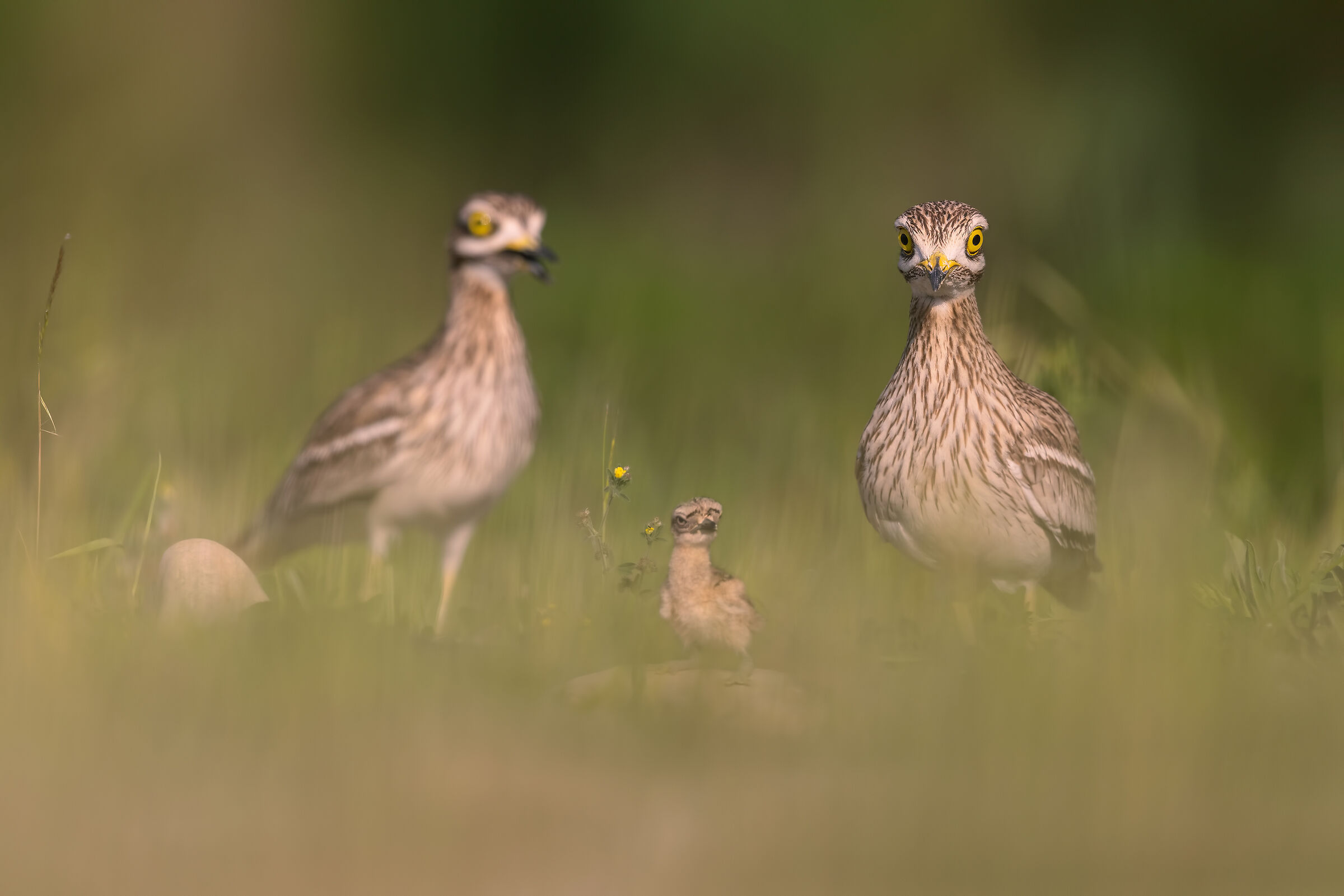 stone curlew's family