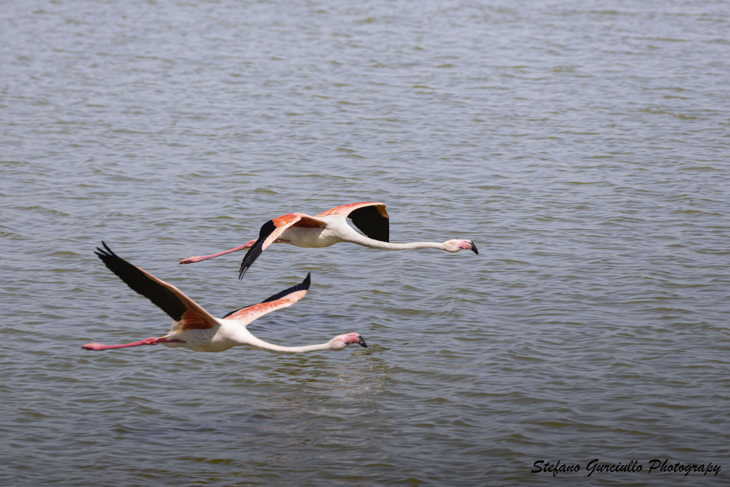 Pair of Flamingos