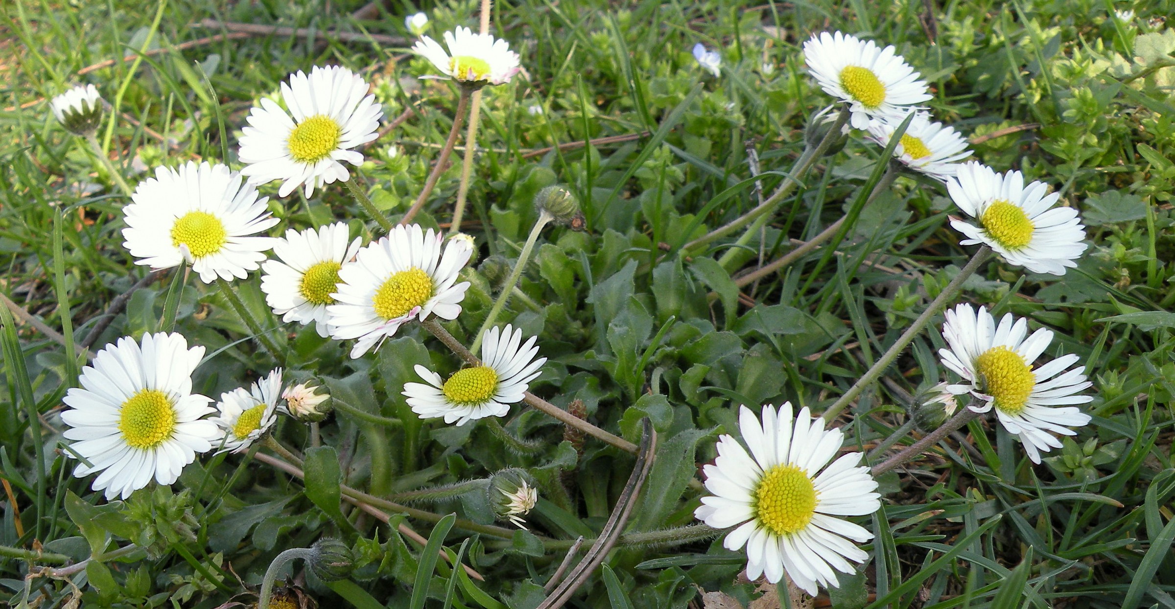 Small daisies