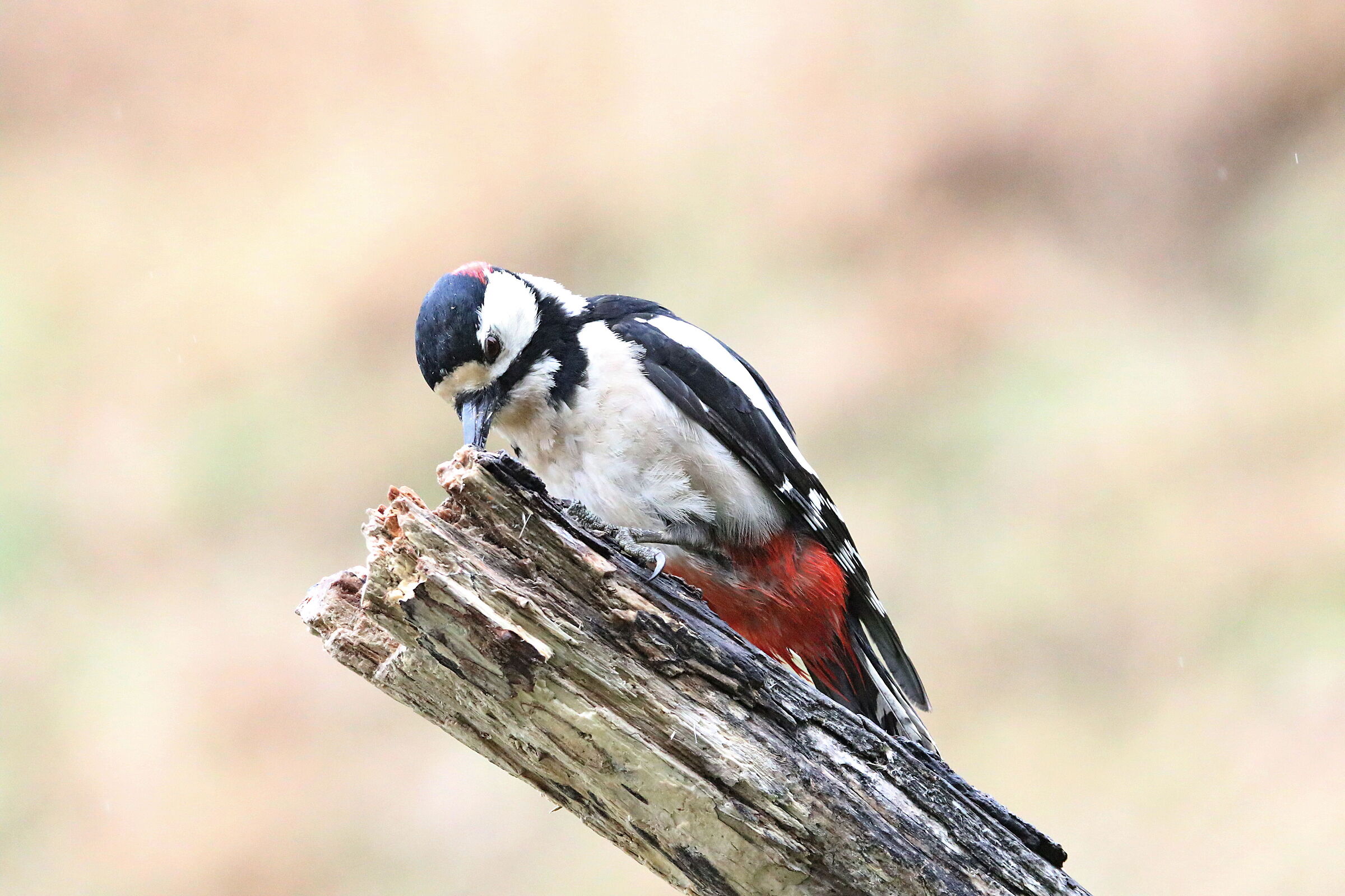 picchio rosso a 16000 iso 7d mark 2