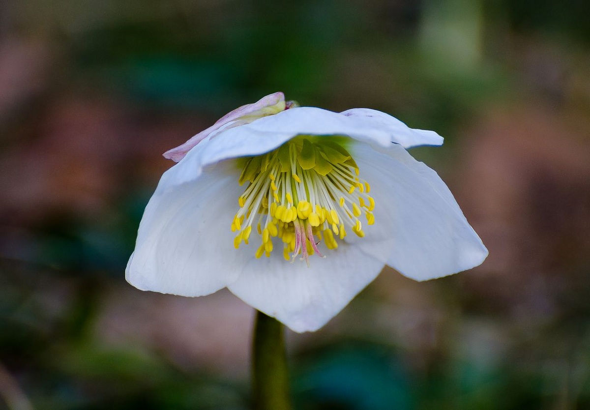 The Sleeping Warrior