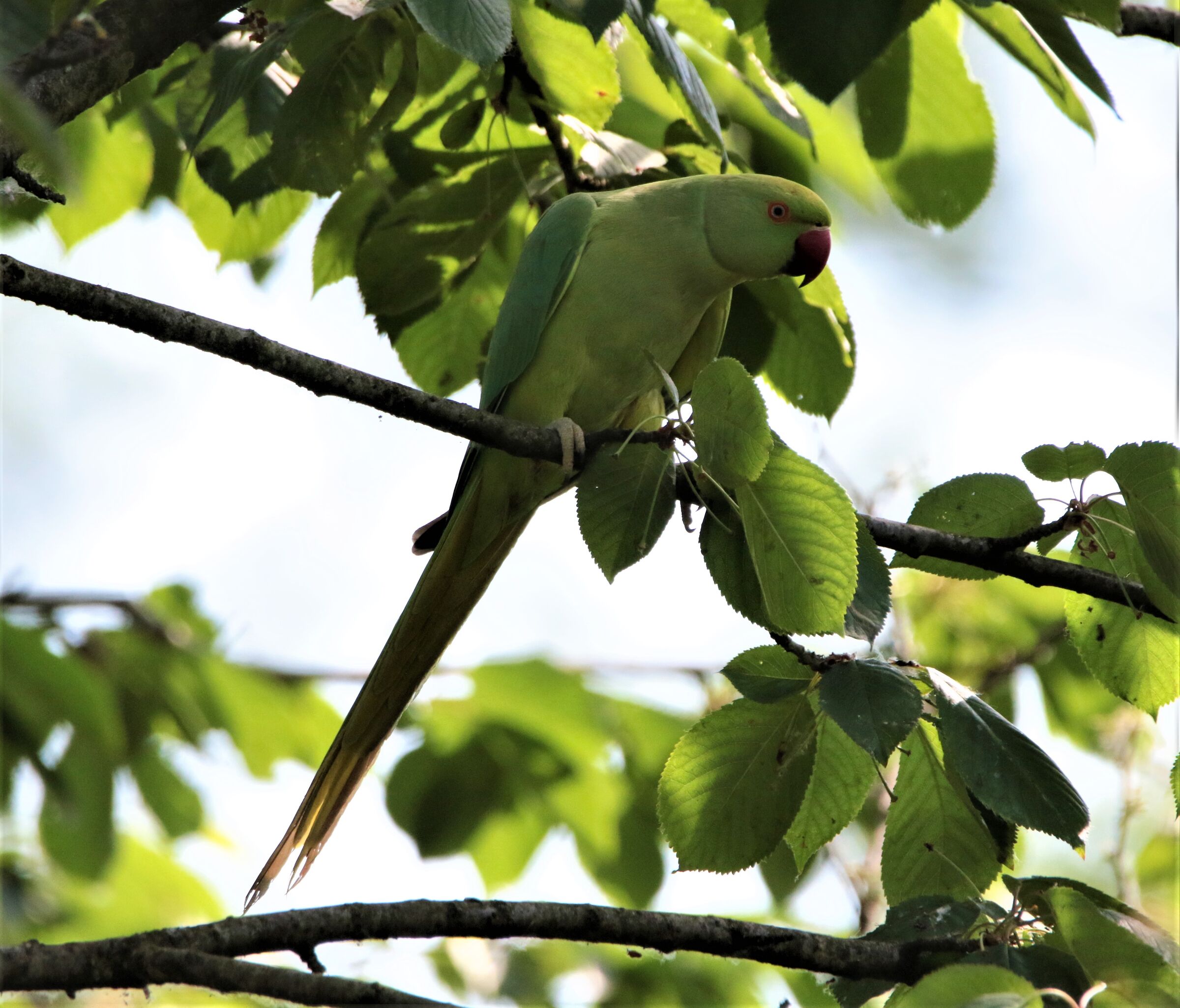 clima sempre +tropicale!!
