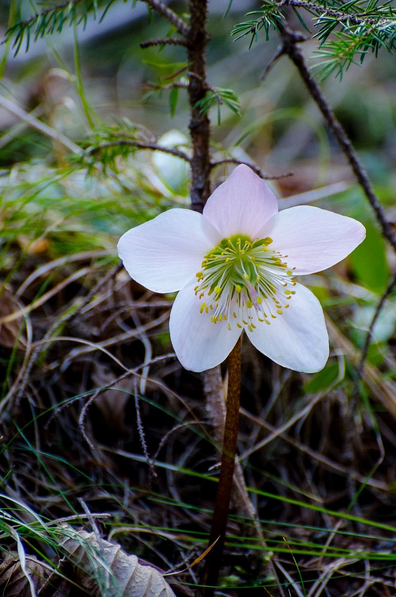 The growth of the warrior!