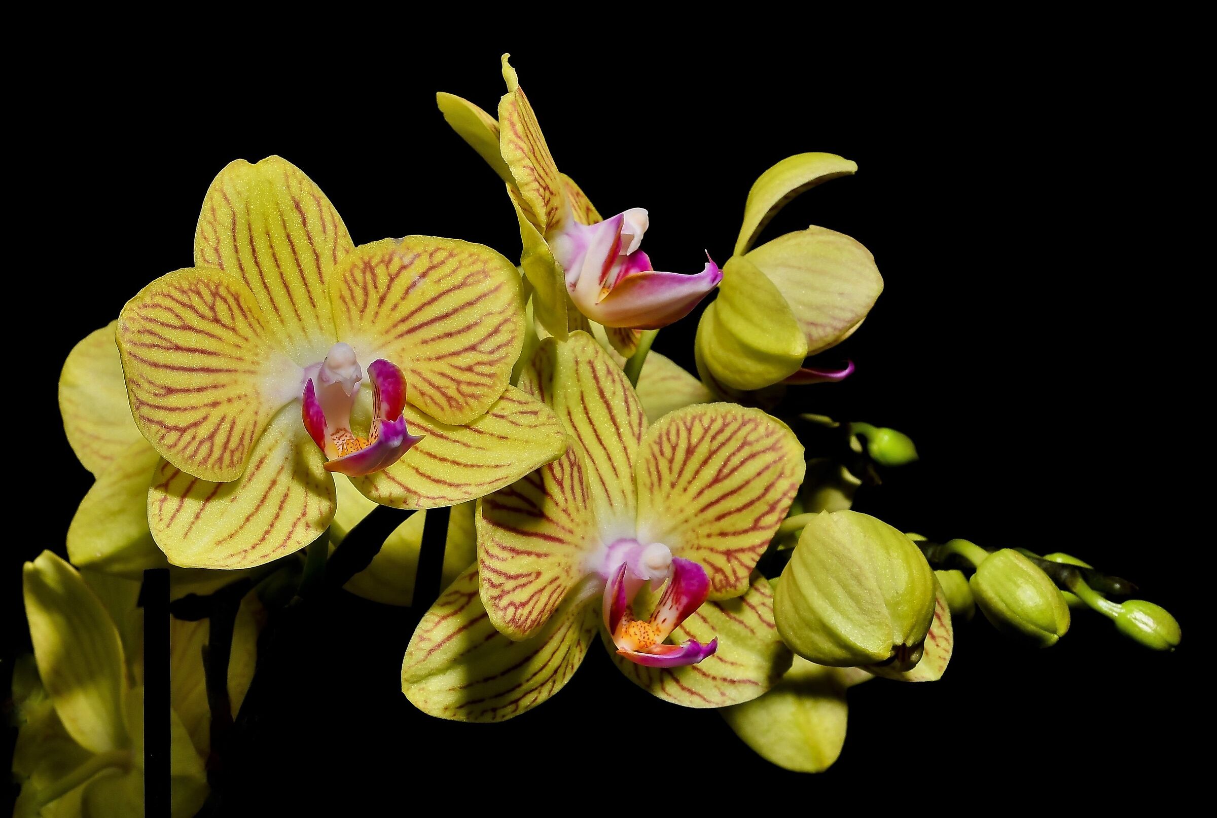 Yellow orchid