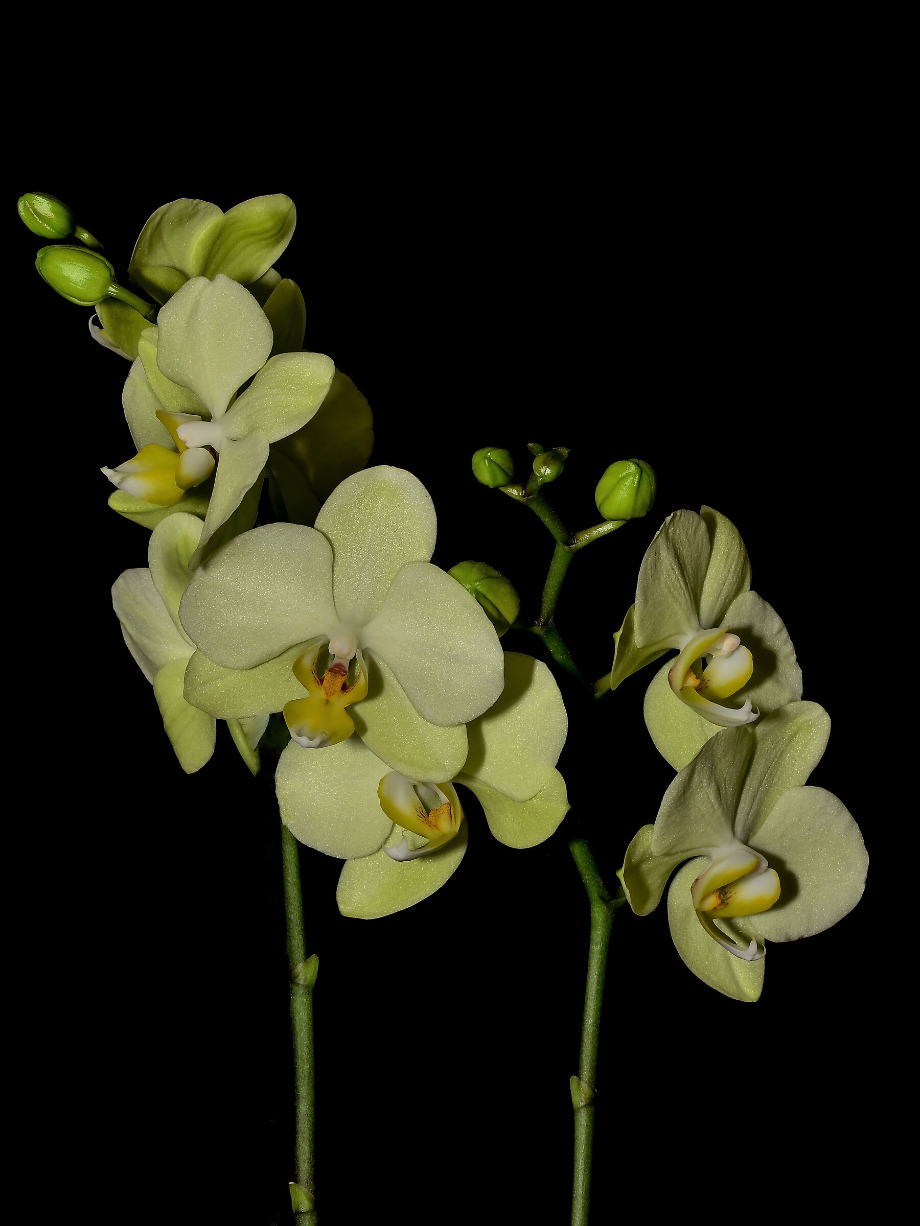 Green orchid