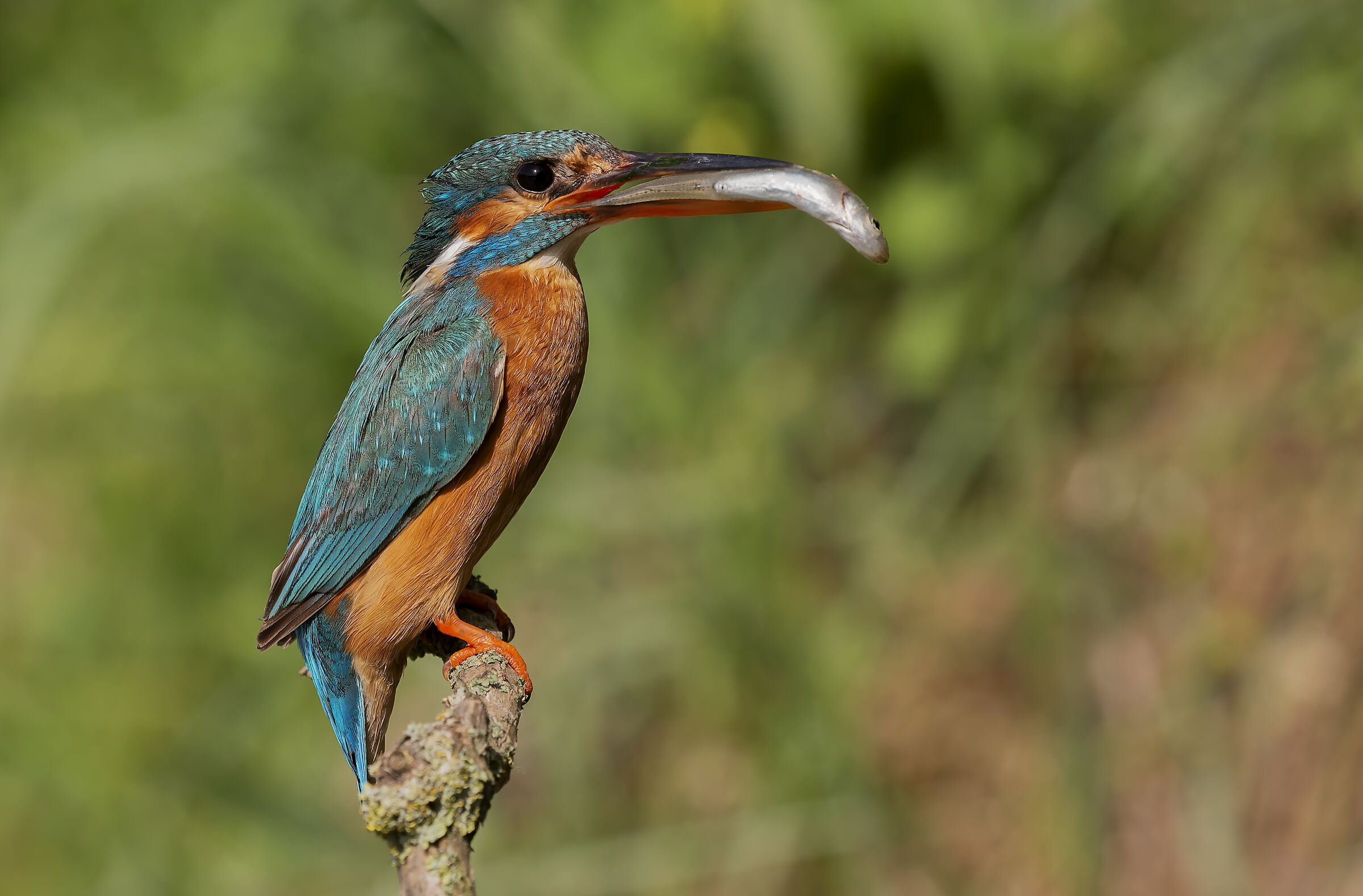 Martin Pescatore ( Alcedo Atthis )