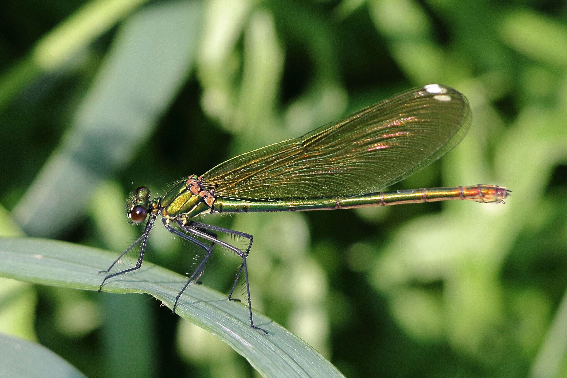 dragonfly