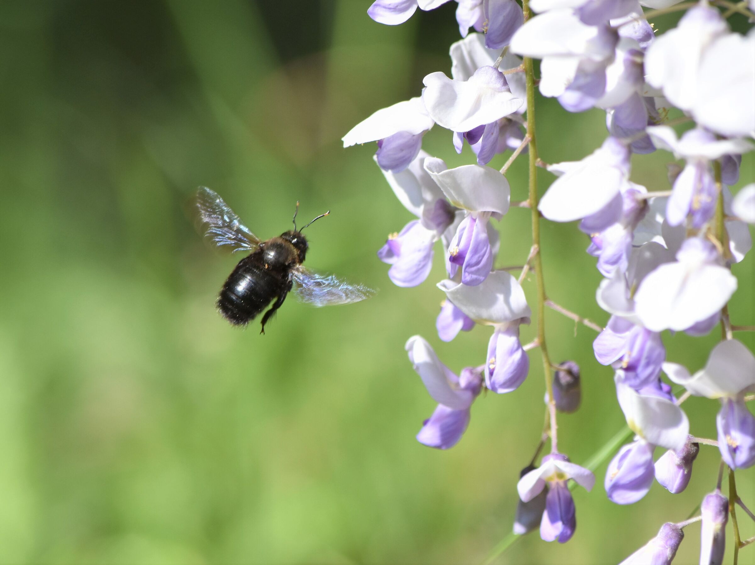 Xylocopa violacea