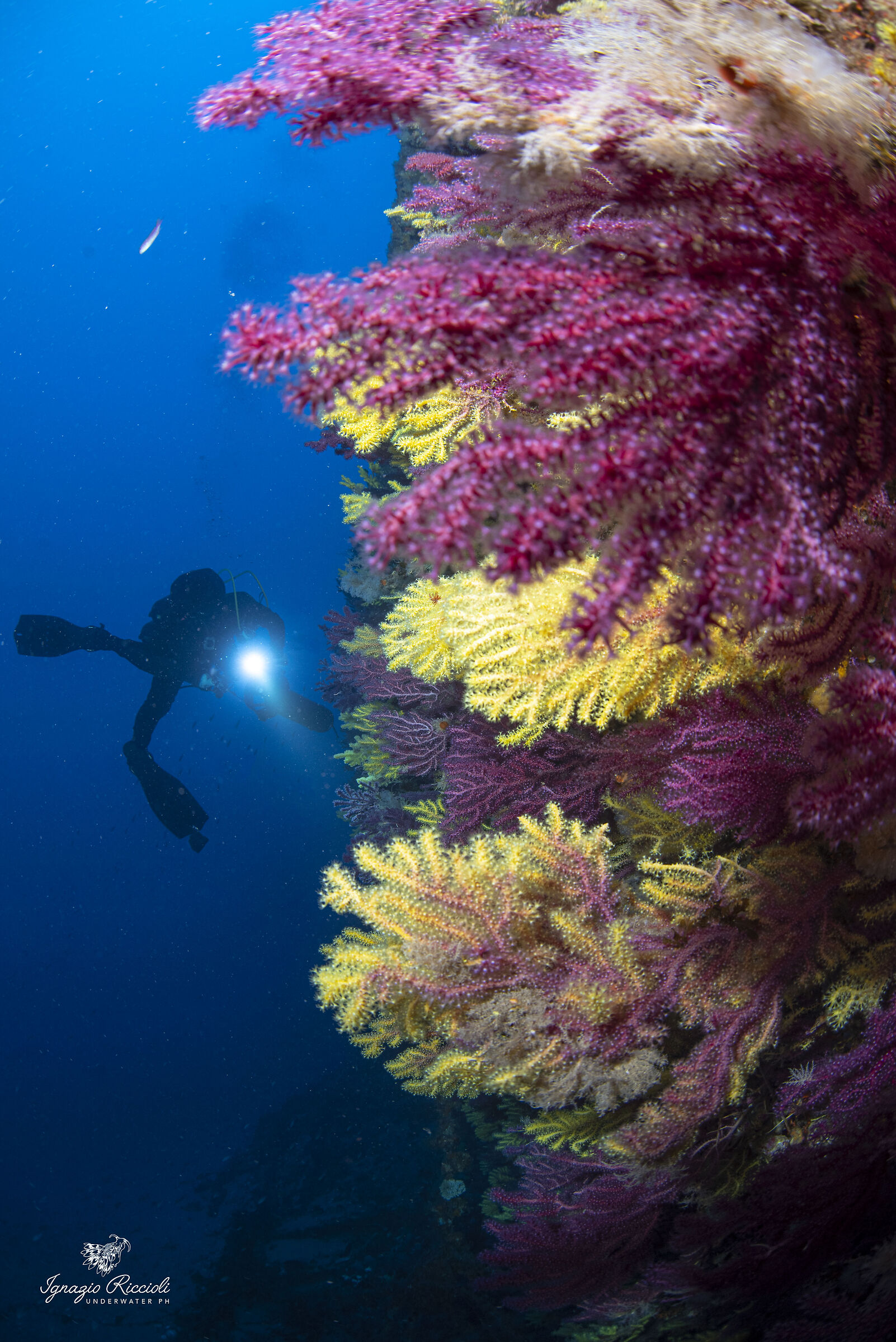 Paramuricea clavata.