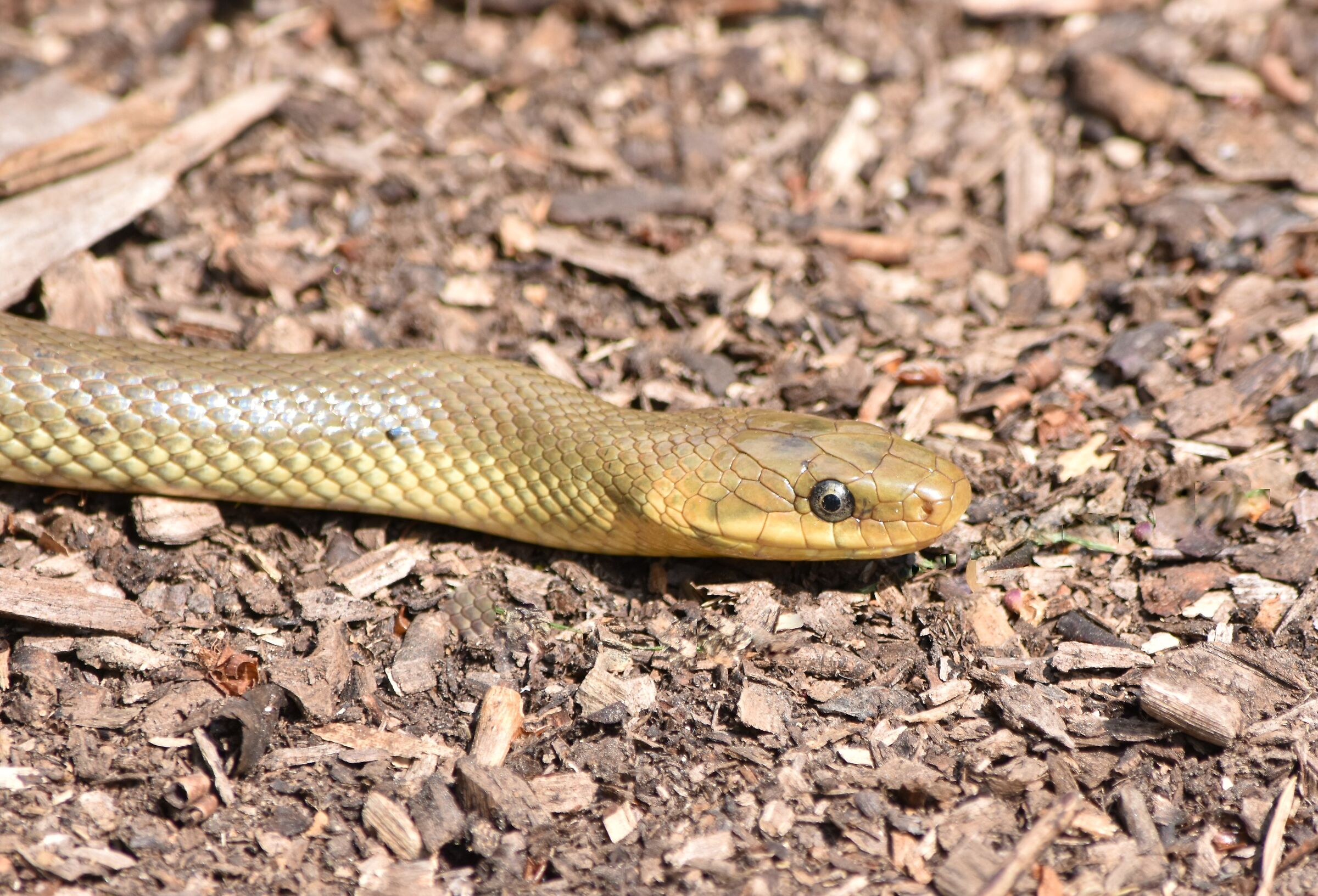 Saettone comune o lanza trentina