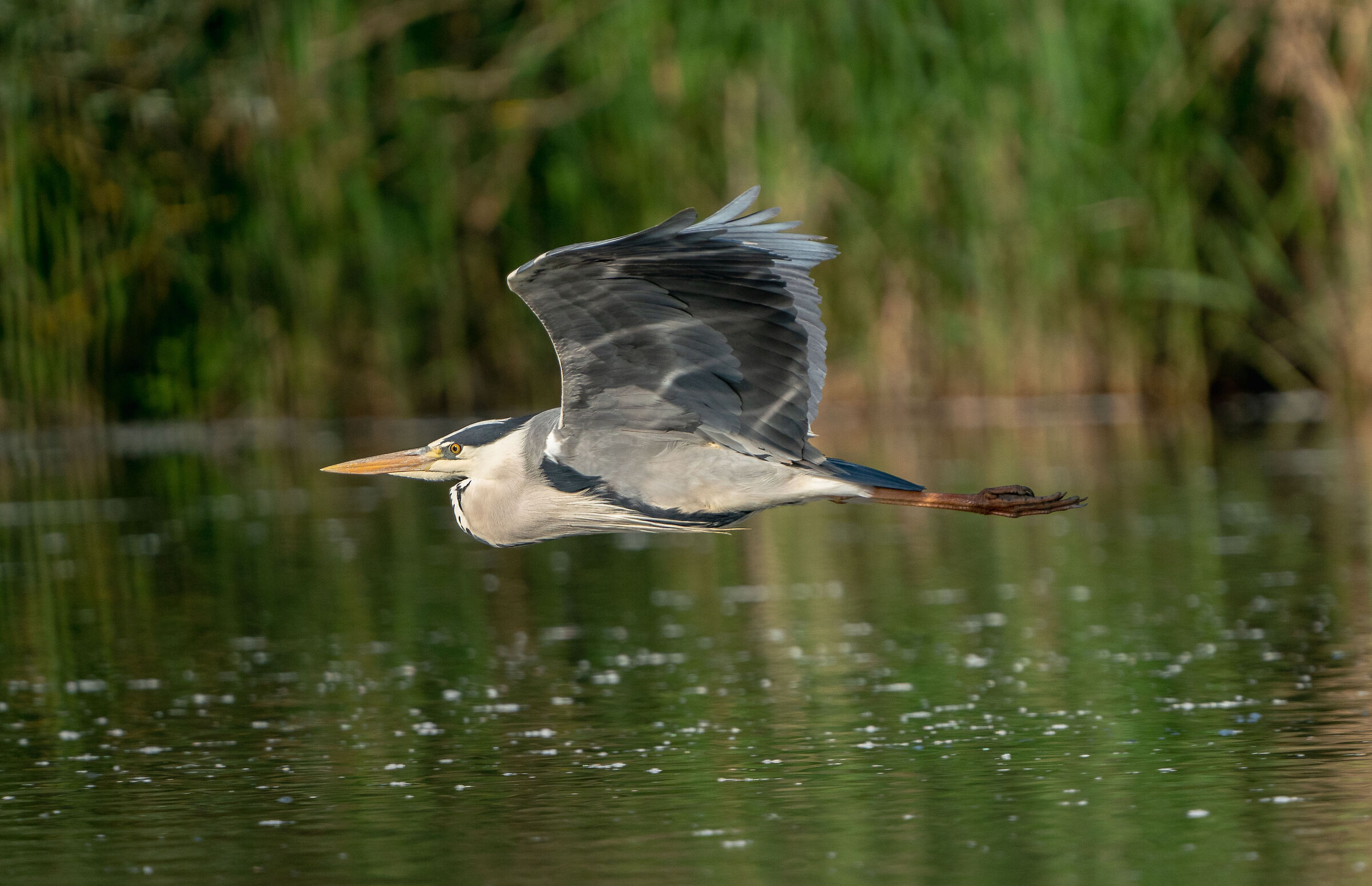 Ardea cirenea