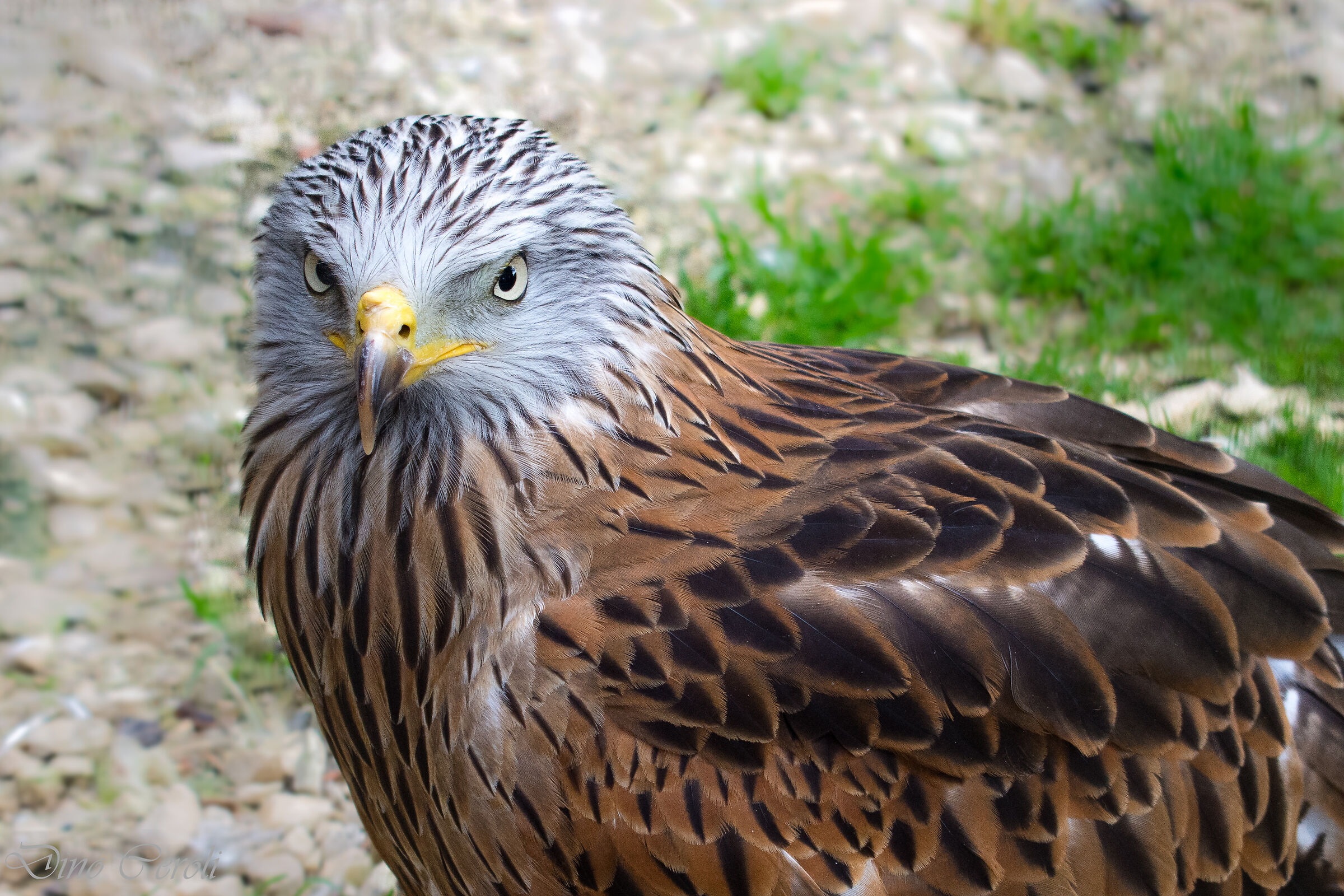 Lo sguardo ipnotico del Nibbio Reale