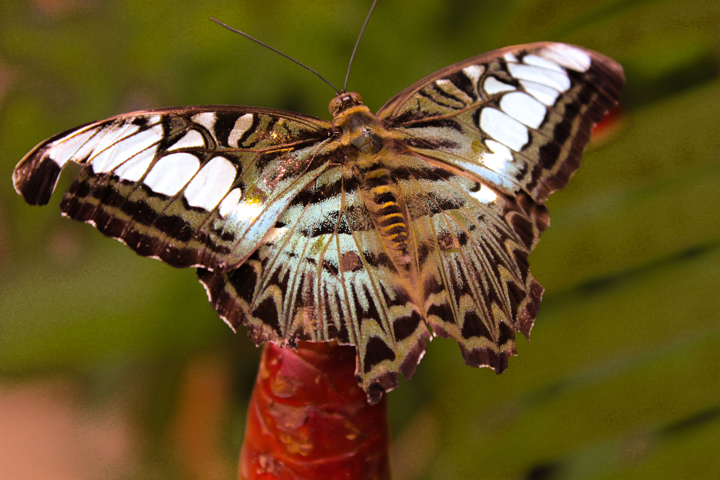 thailand butterfly