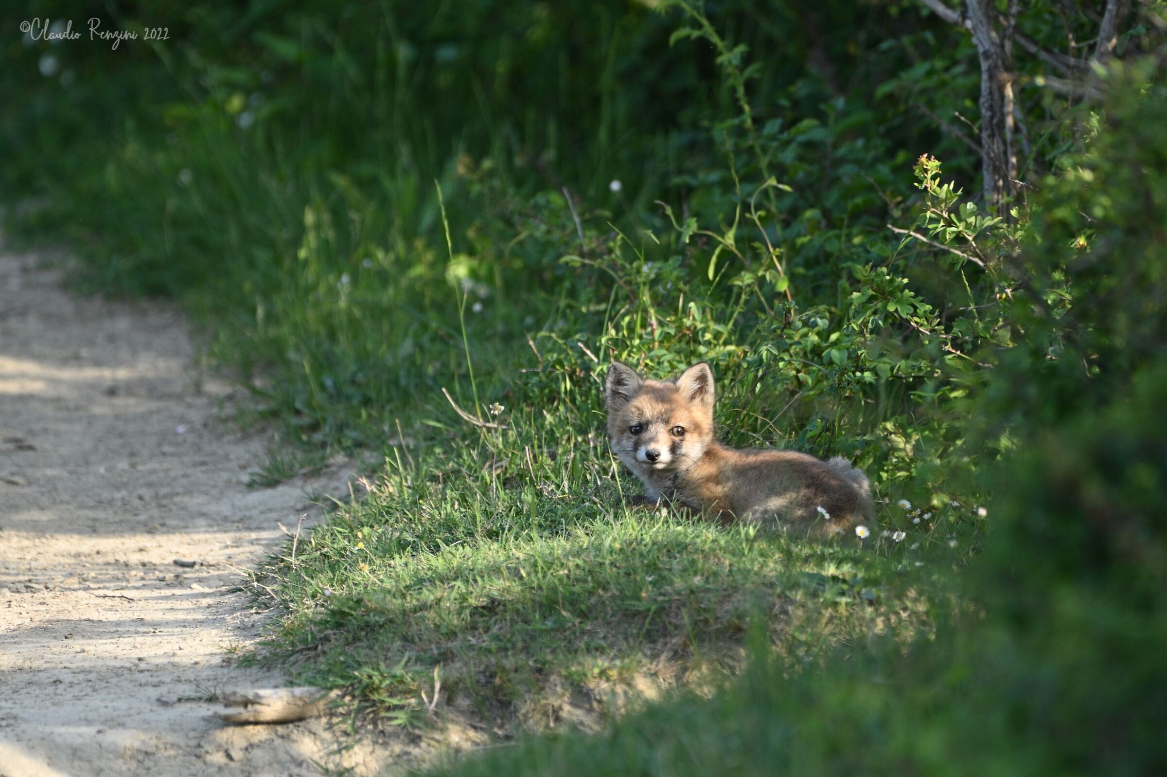 fox at sunset