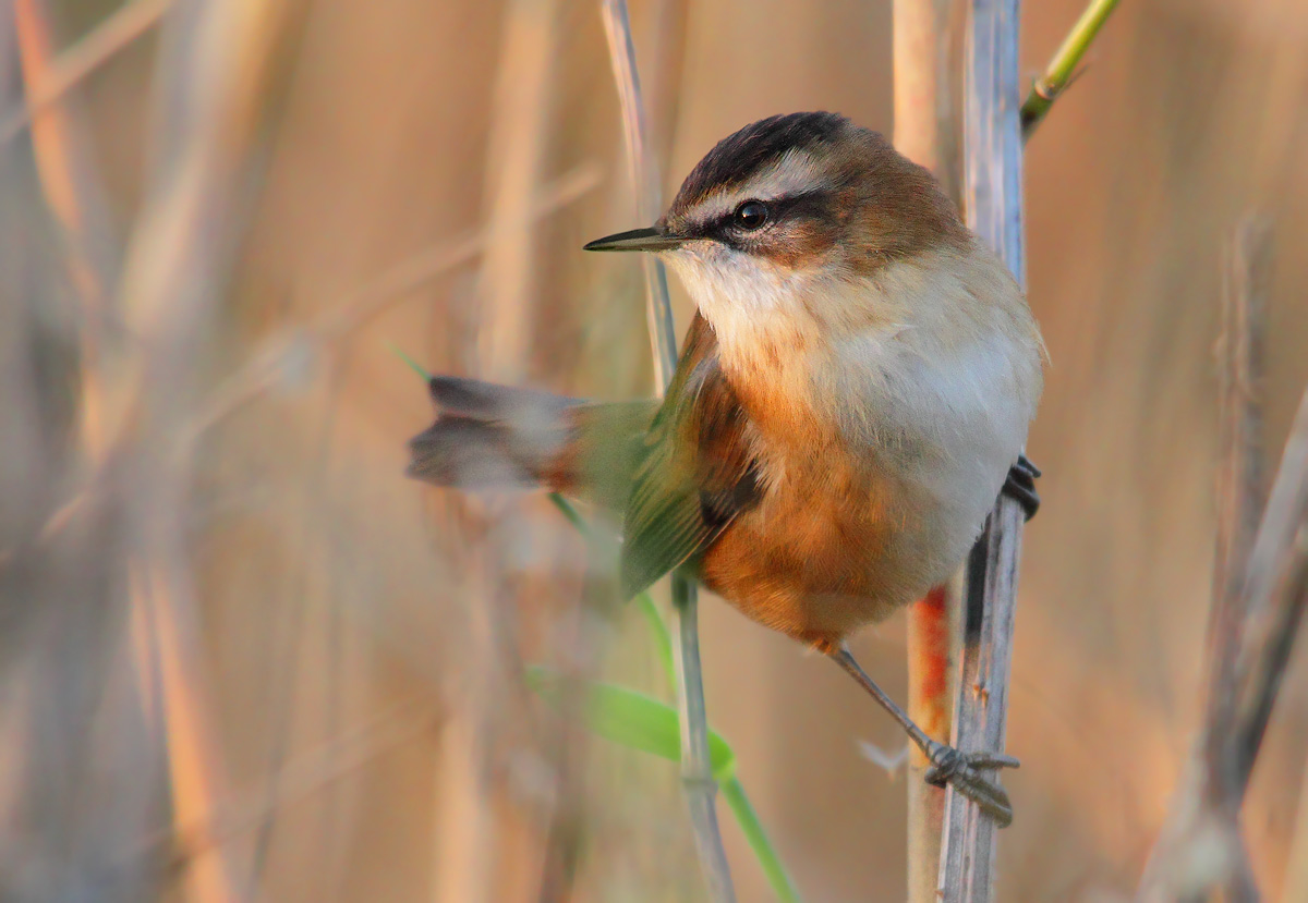 Moustached Warbler