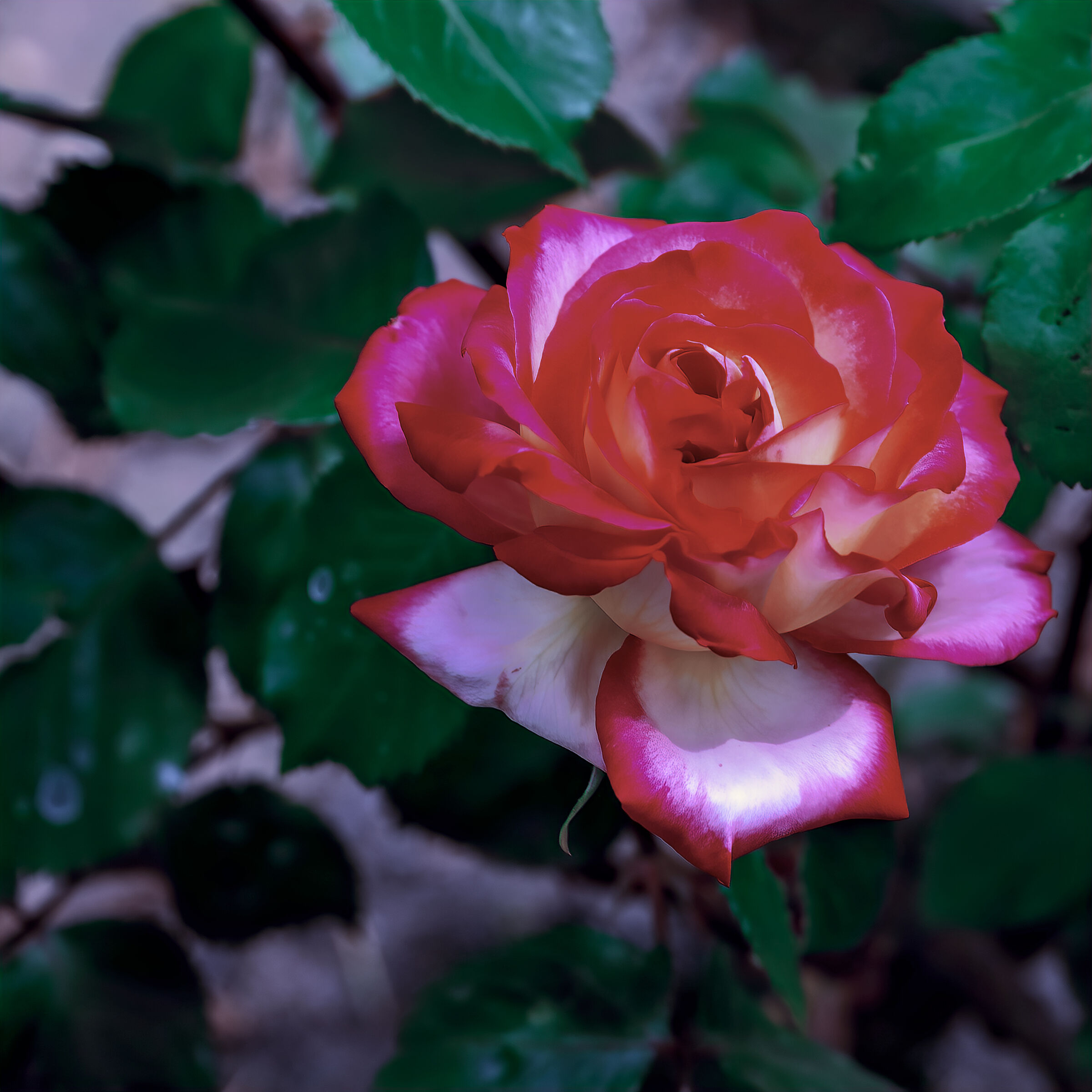 Pink, rosae, rosam...