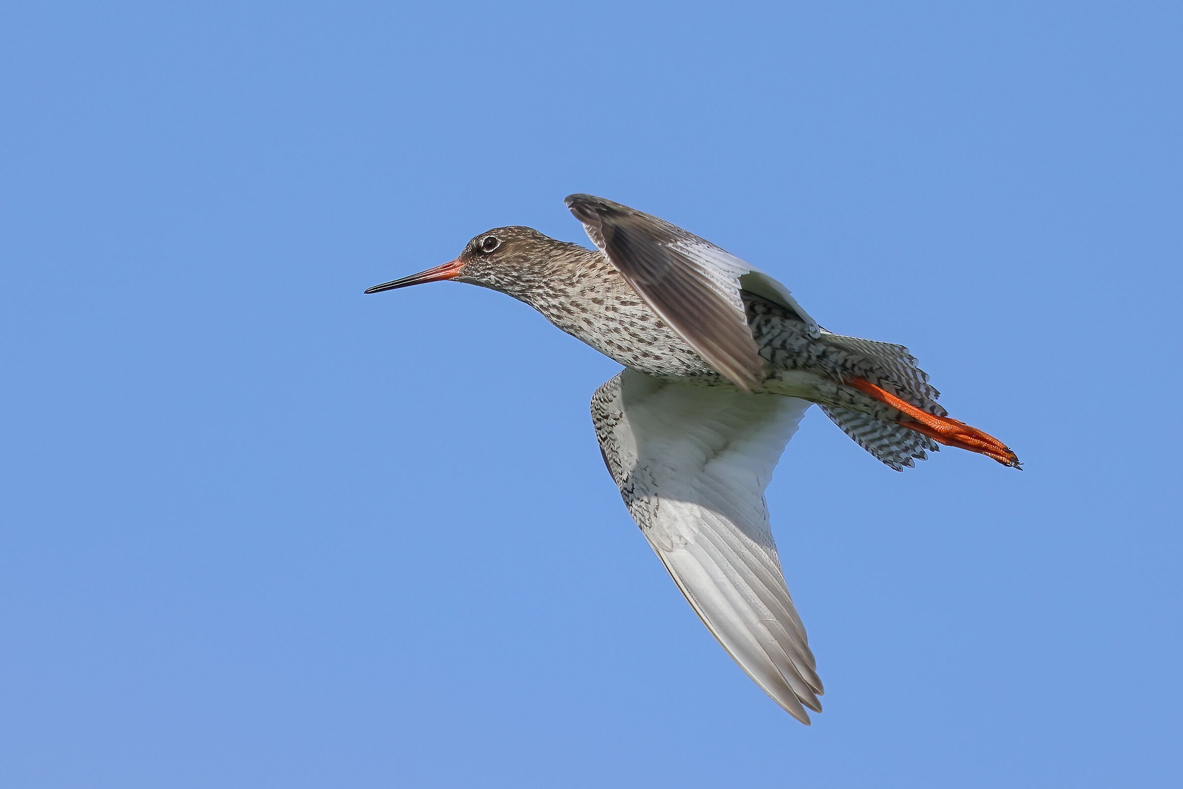 Redshank