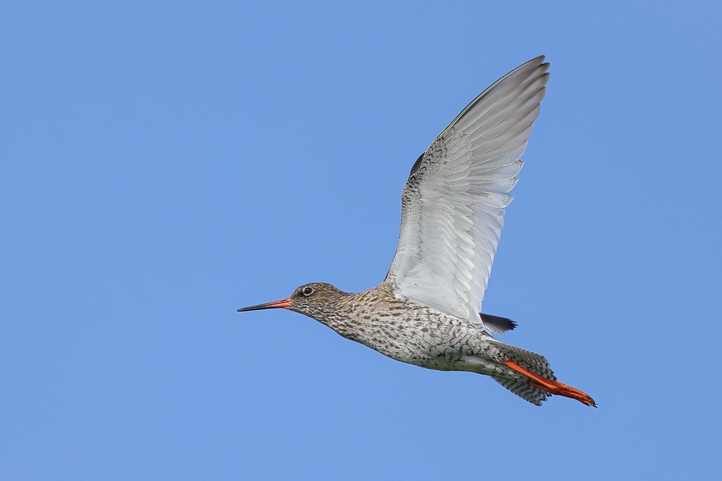 Redshank