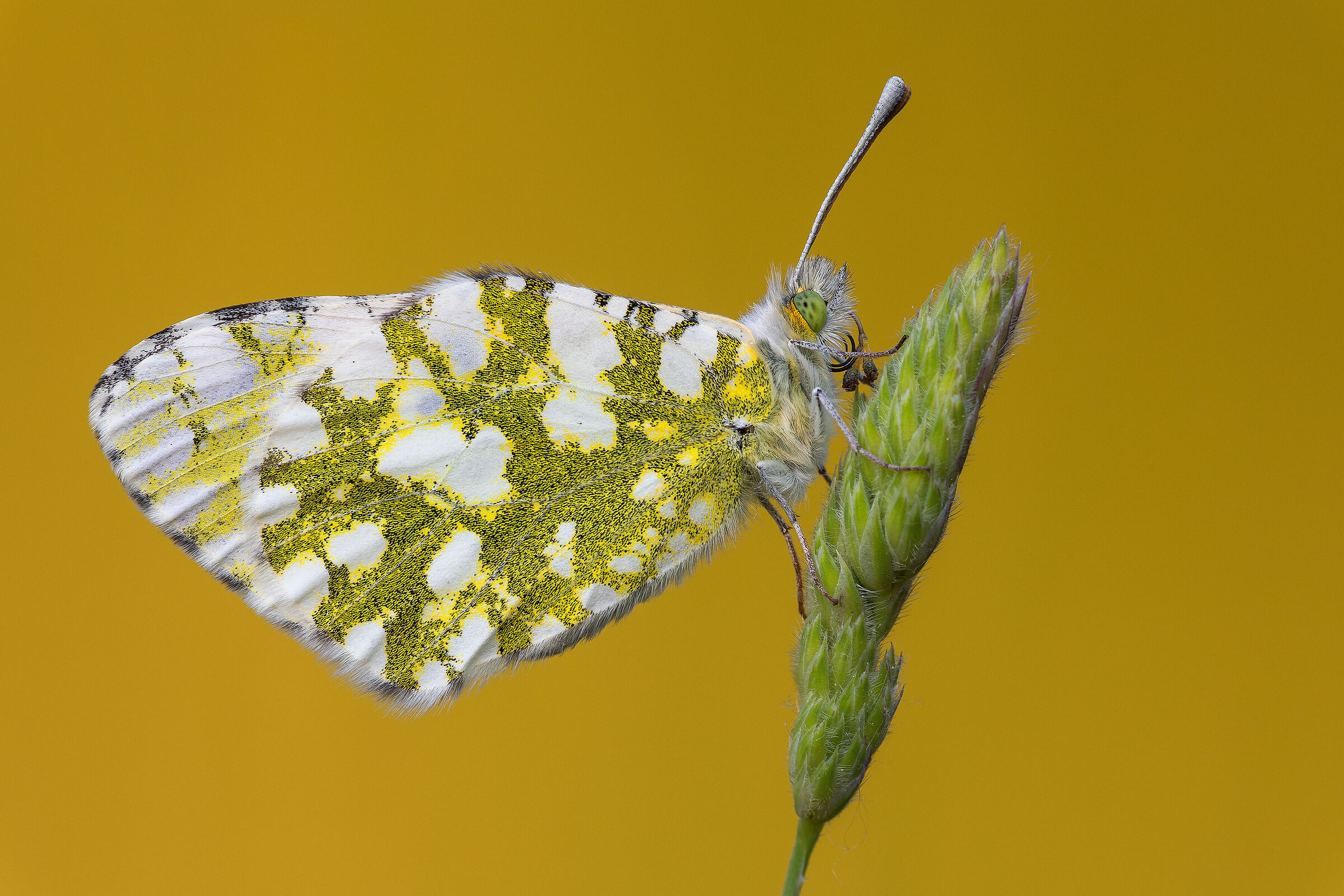 Antocharis cardamines