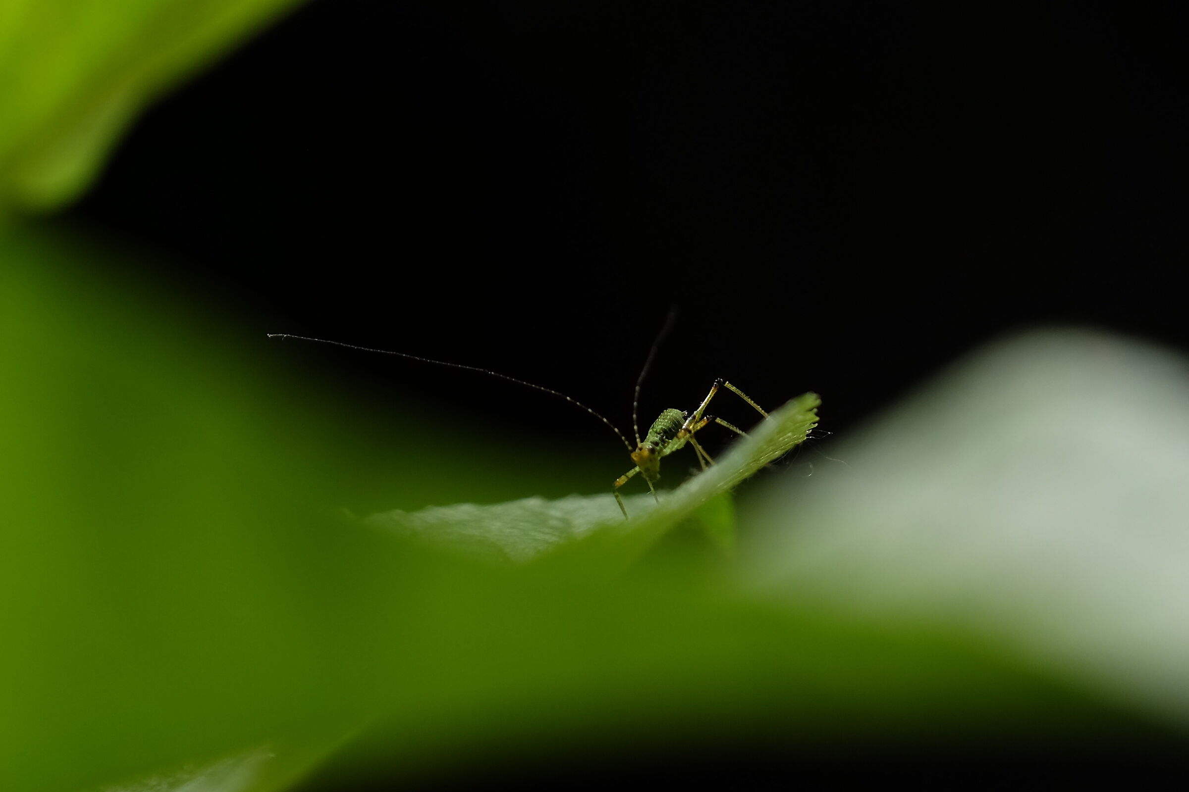 Phaneroptera nana (ninfa)