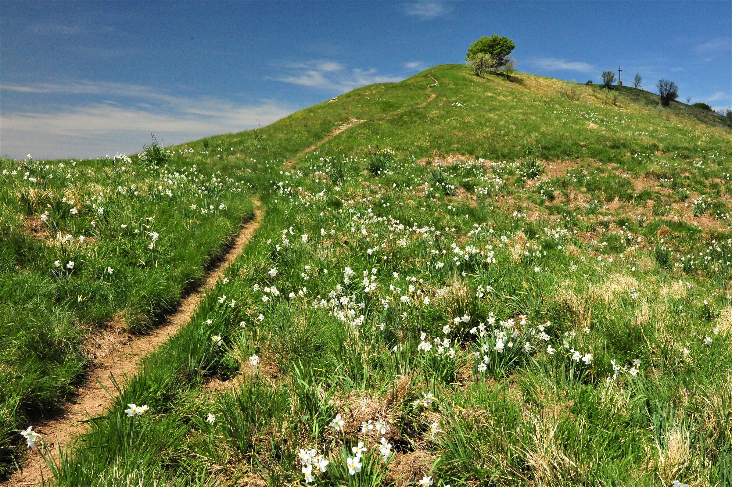 Daffodils in bloom on Monte Buio