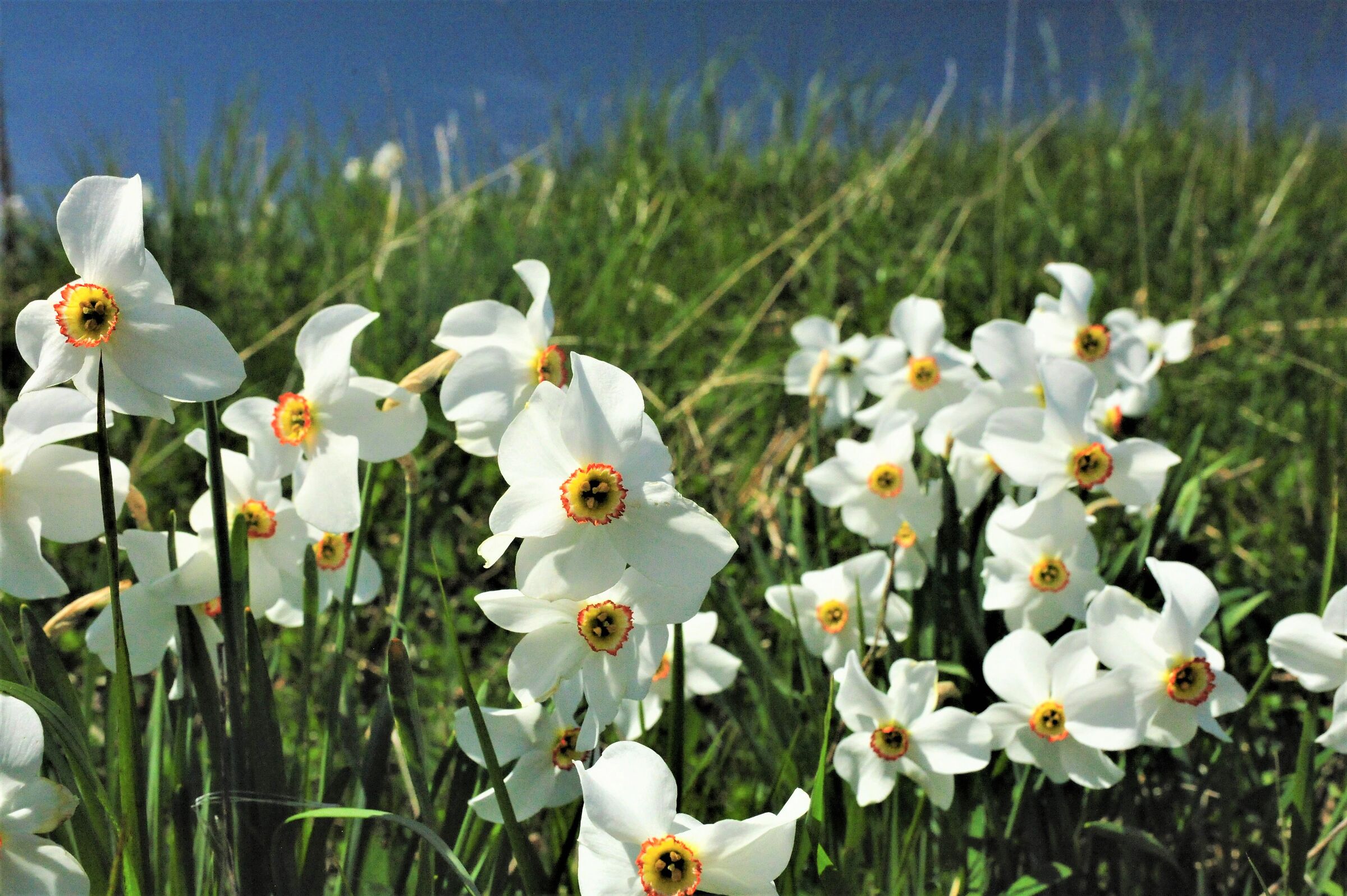 Narcissus poeticus