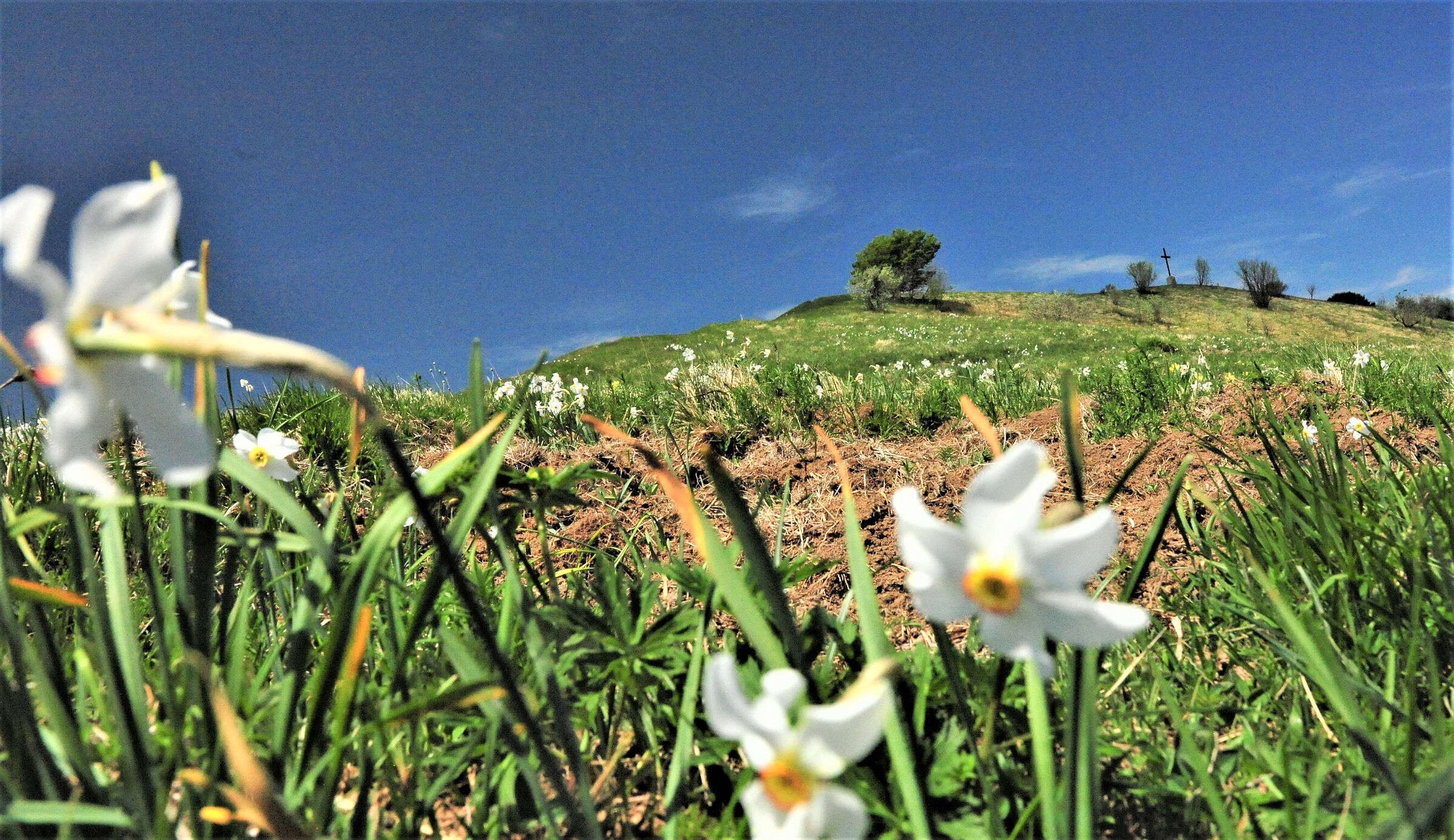 Daffodils, usque tandem...