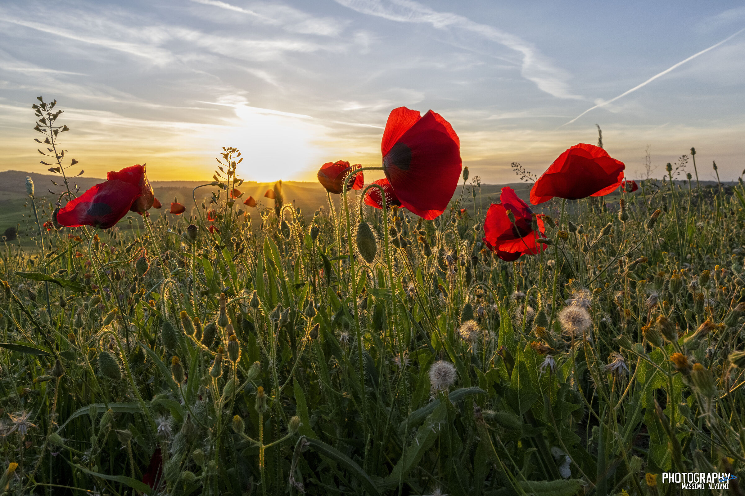 Papavero al tramonto