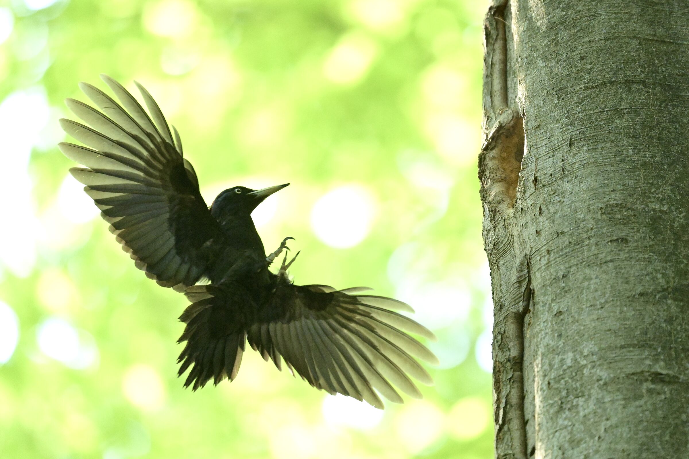 Black woodpecker