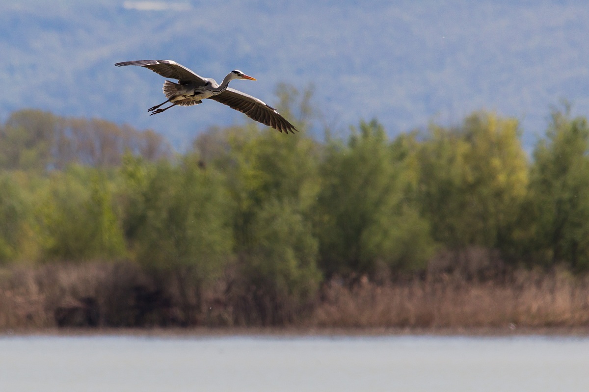 Grey Heron in flight Oasis of Alviano