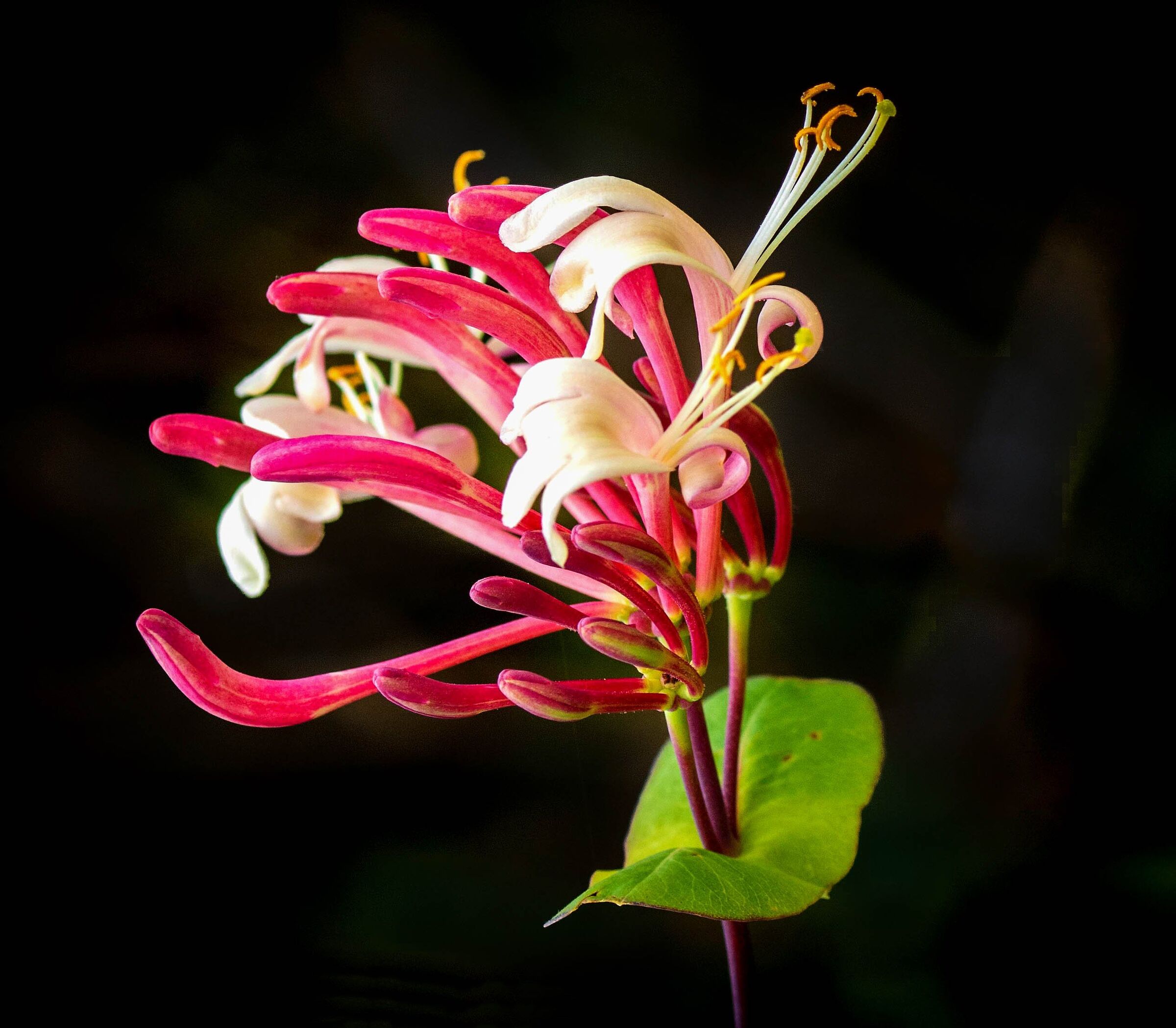 Caprifoglio atlantico