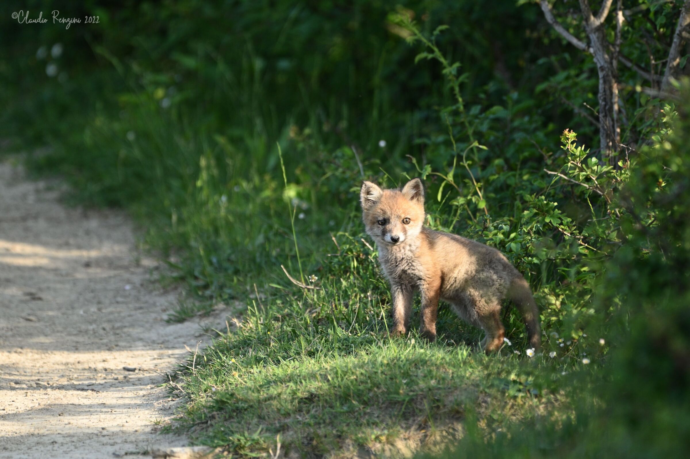 fox at sunset