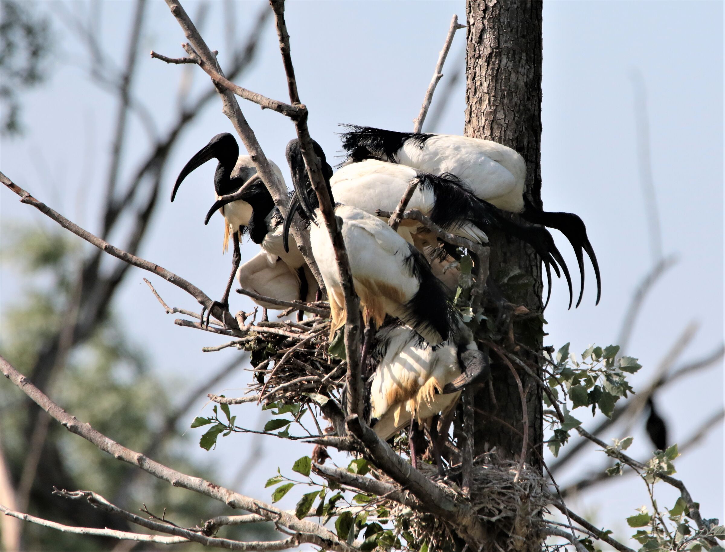 albero genealogico complicato!!