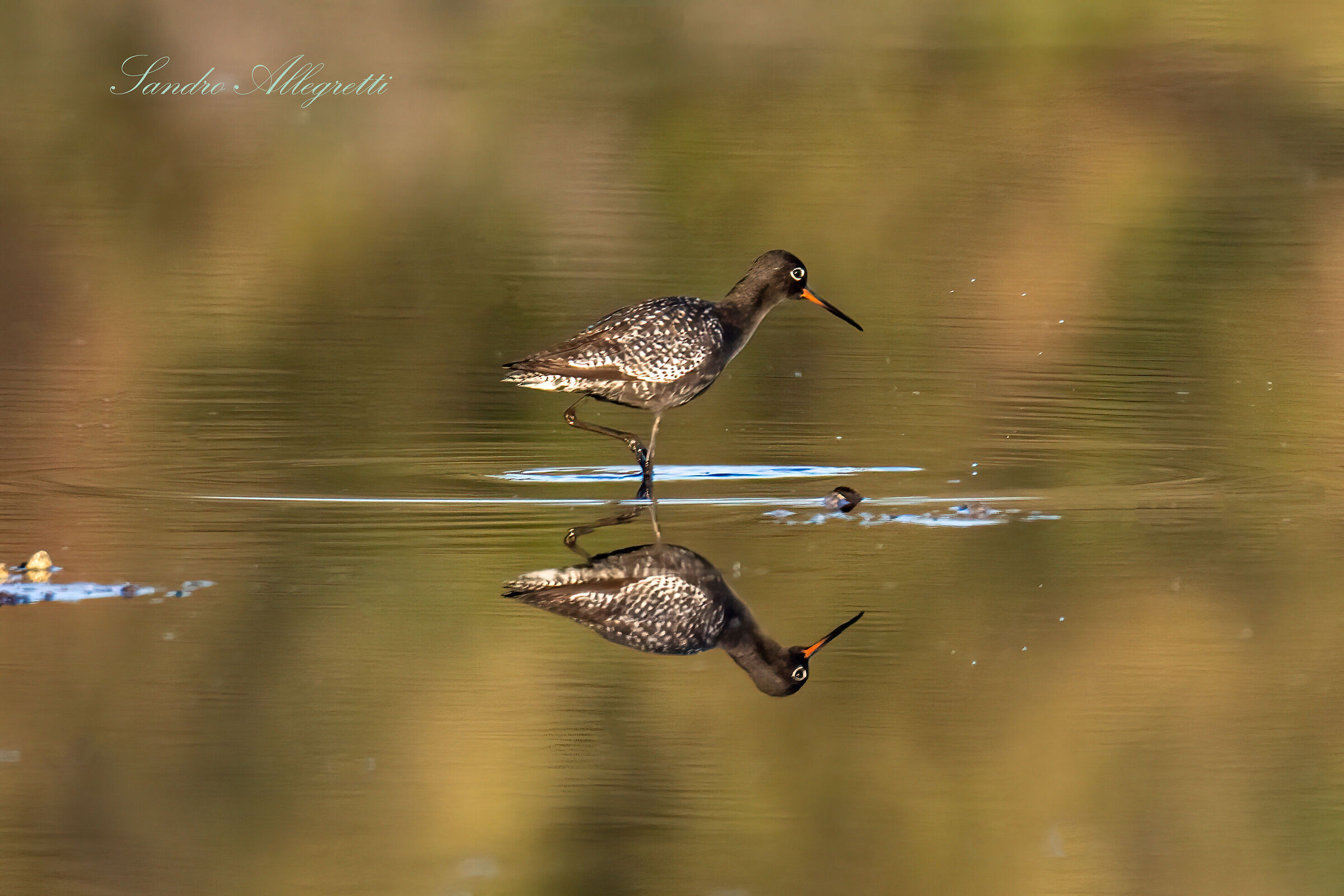 Il totano moro (Tringa erythropus) sul lago dorato