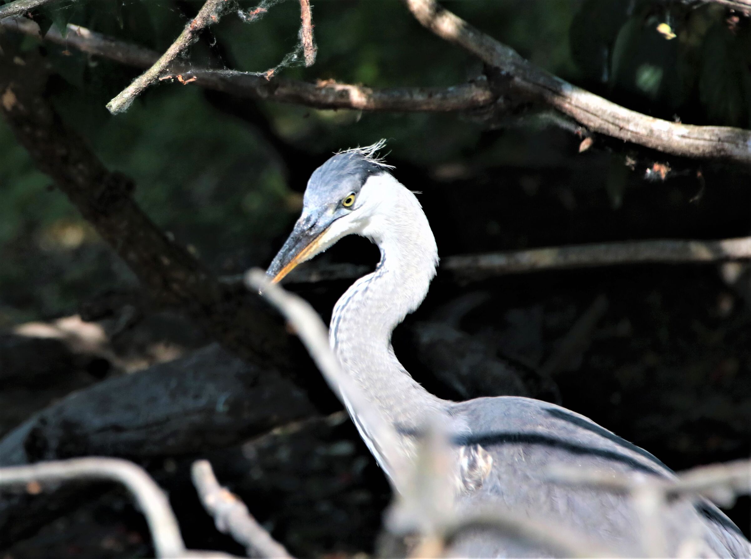 mi sono svegliato male!!!