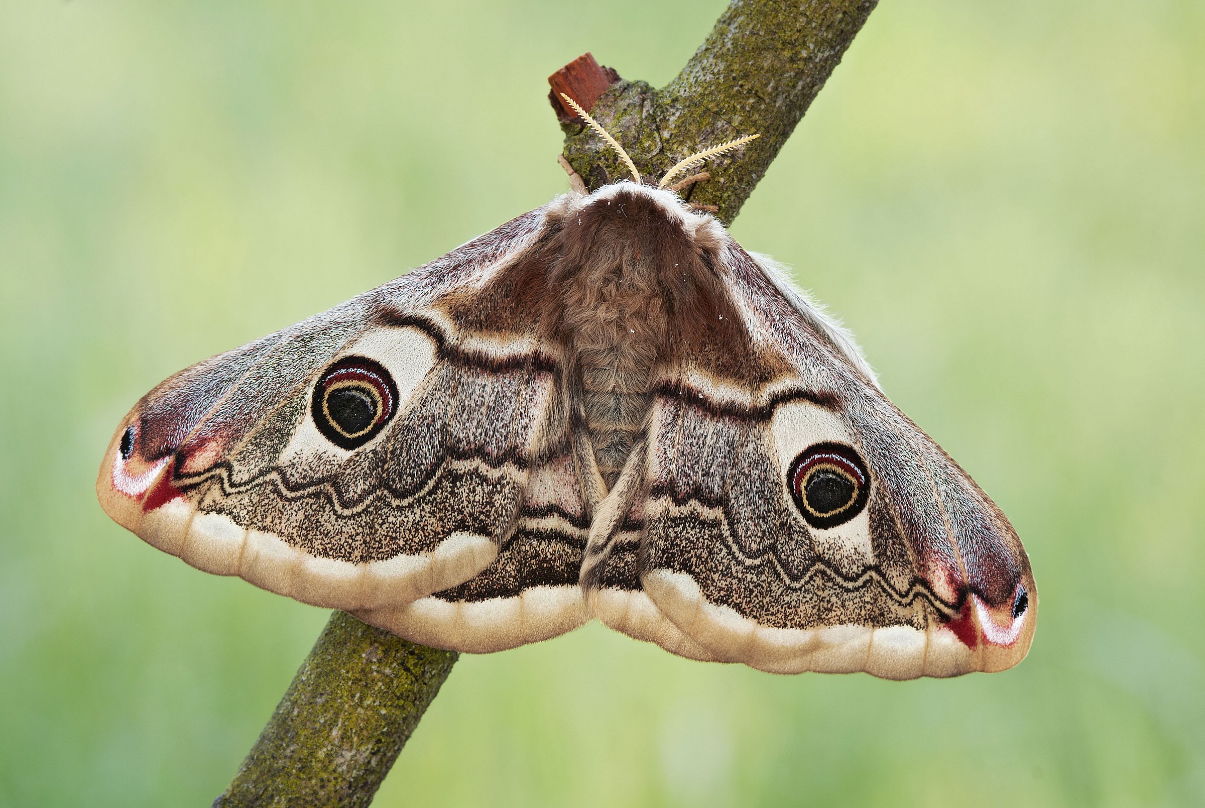 Eudia pavonia - femmina