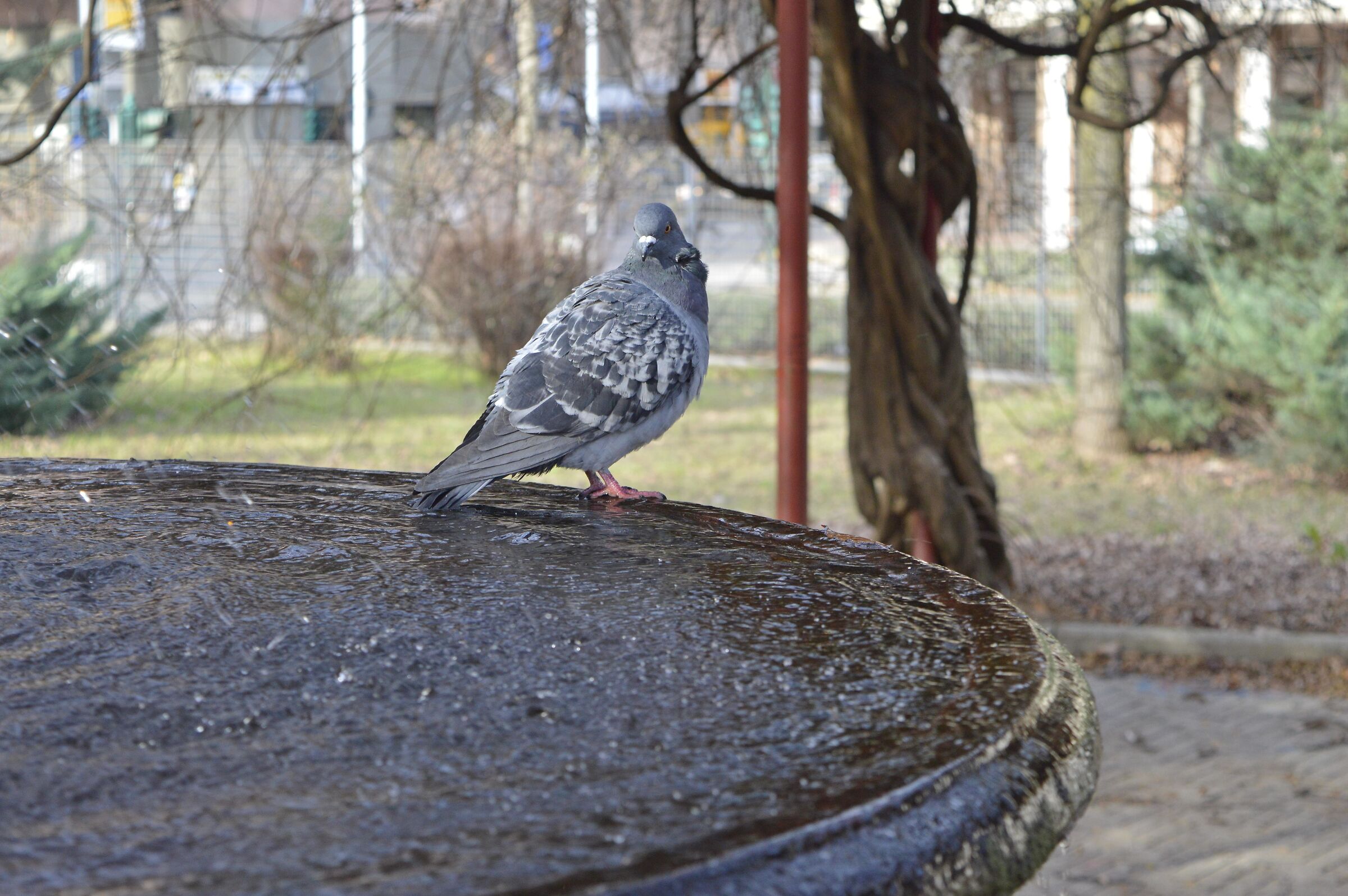 Pigeon on fountain