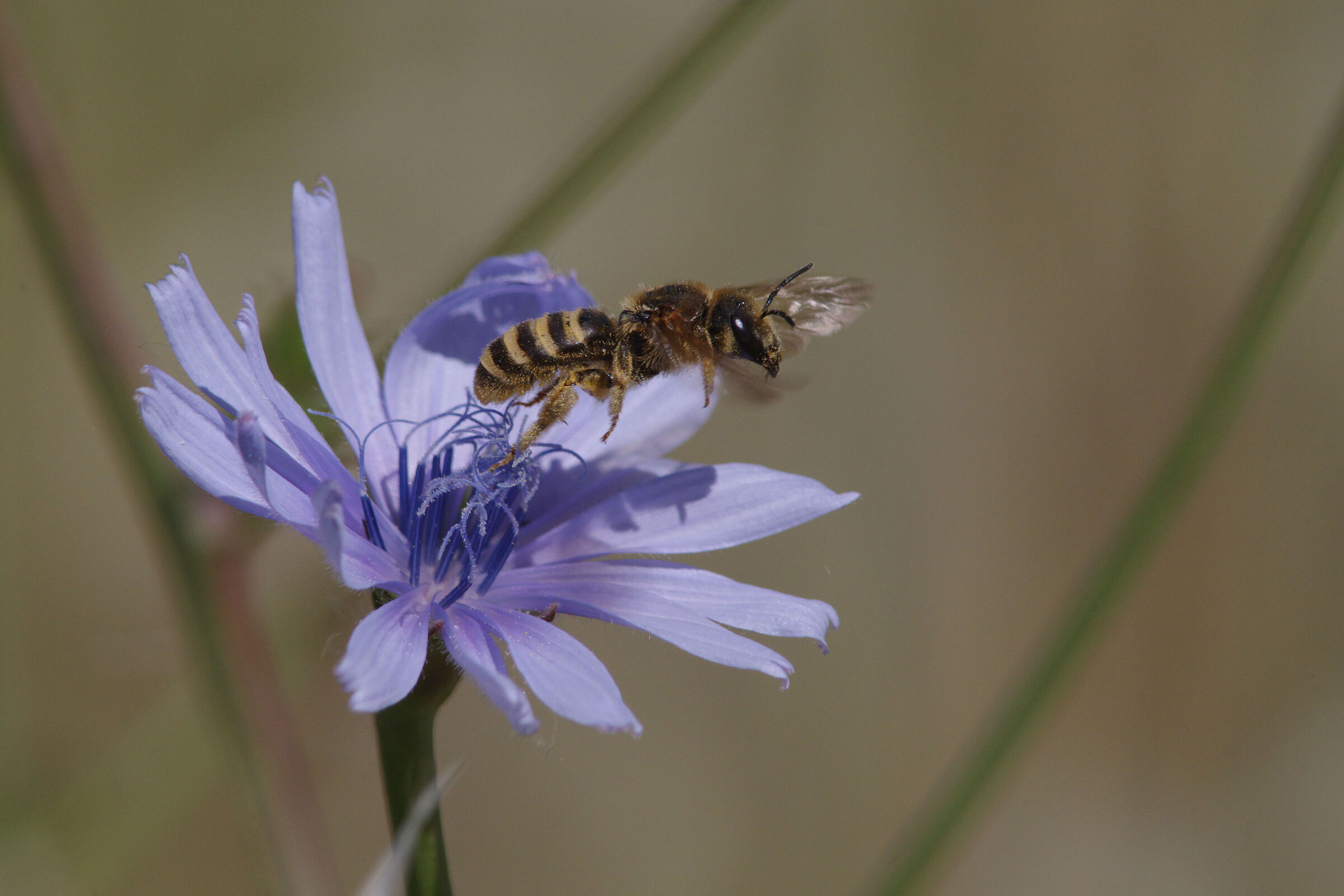 Hymenoptera and chicory