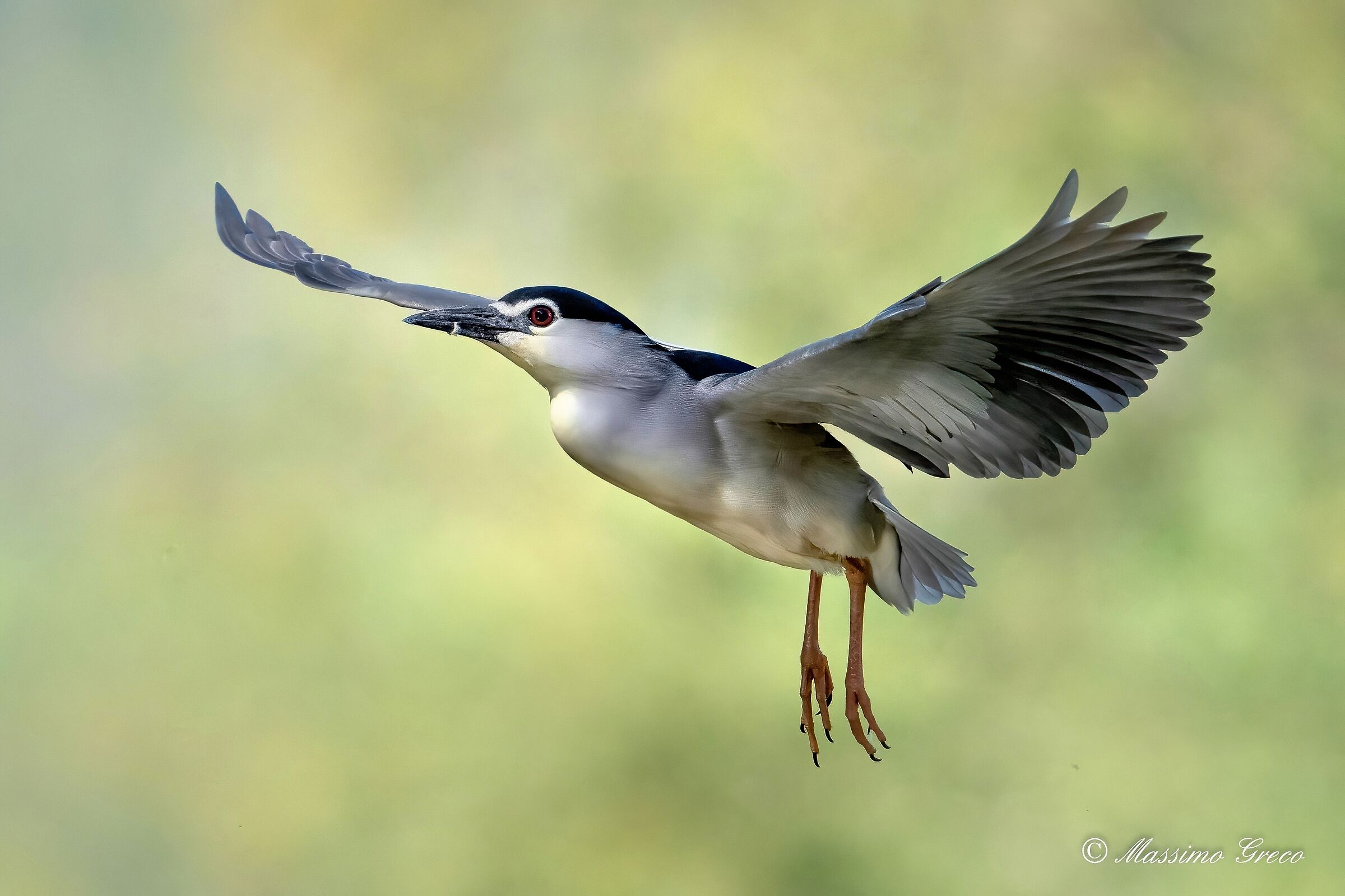 Nitticora (Nycticorax nycticorax )