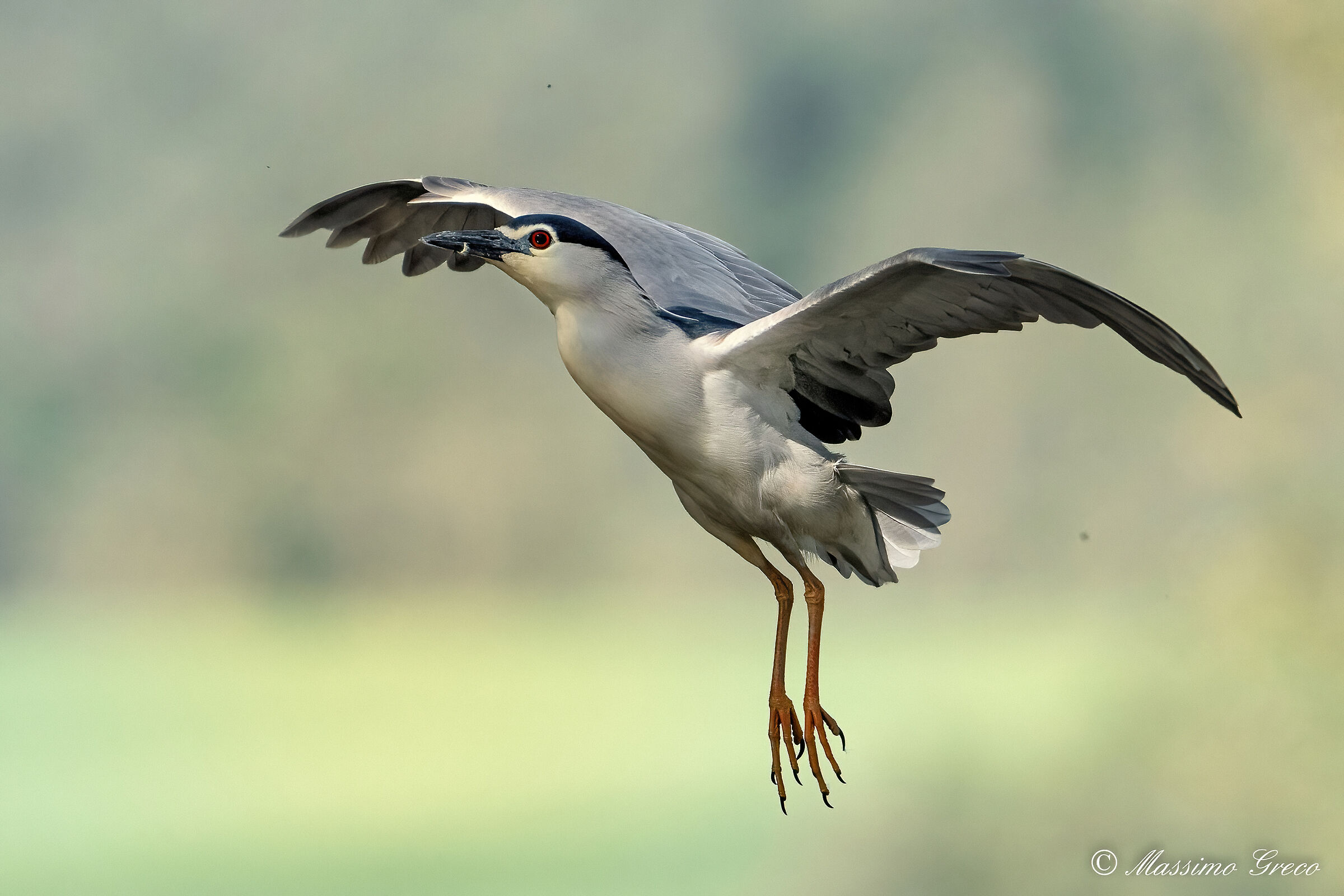 Nitticora (Nycticorax nycticorax )