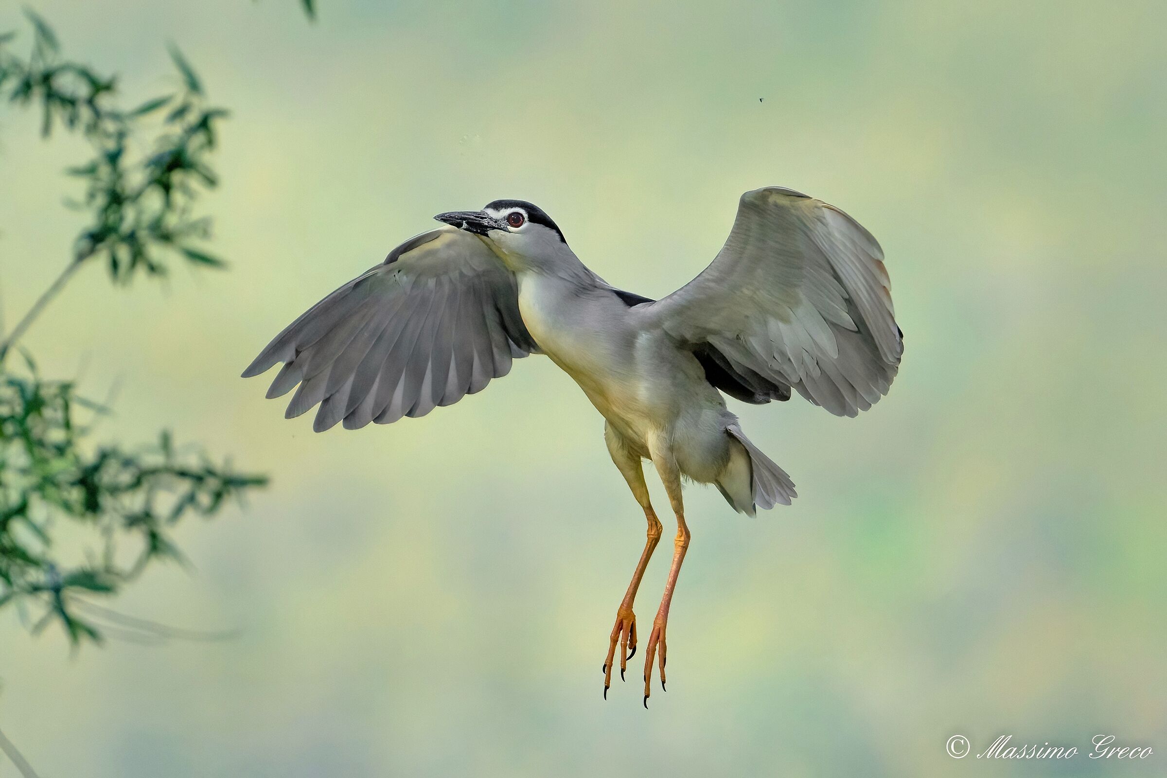 Nitticora (Nycticorax nycticorax )