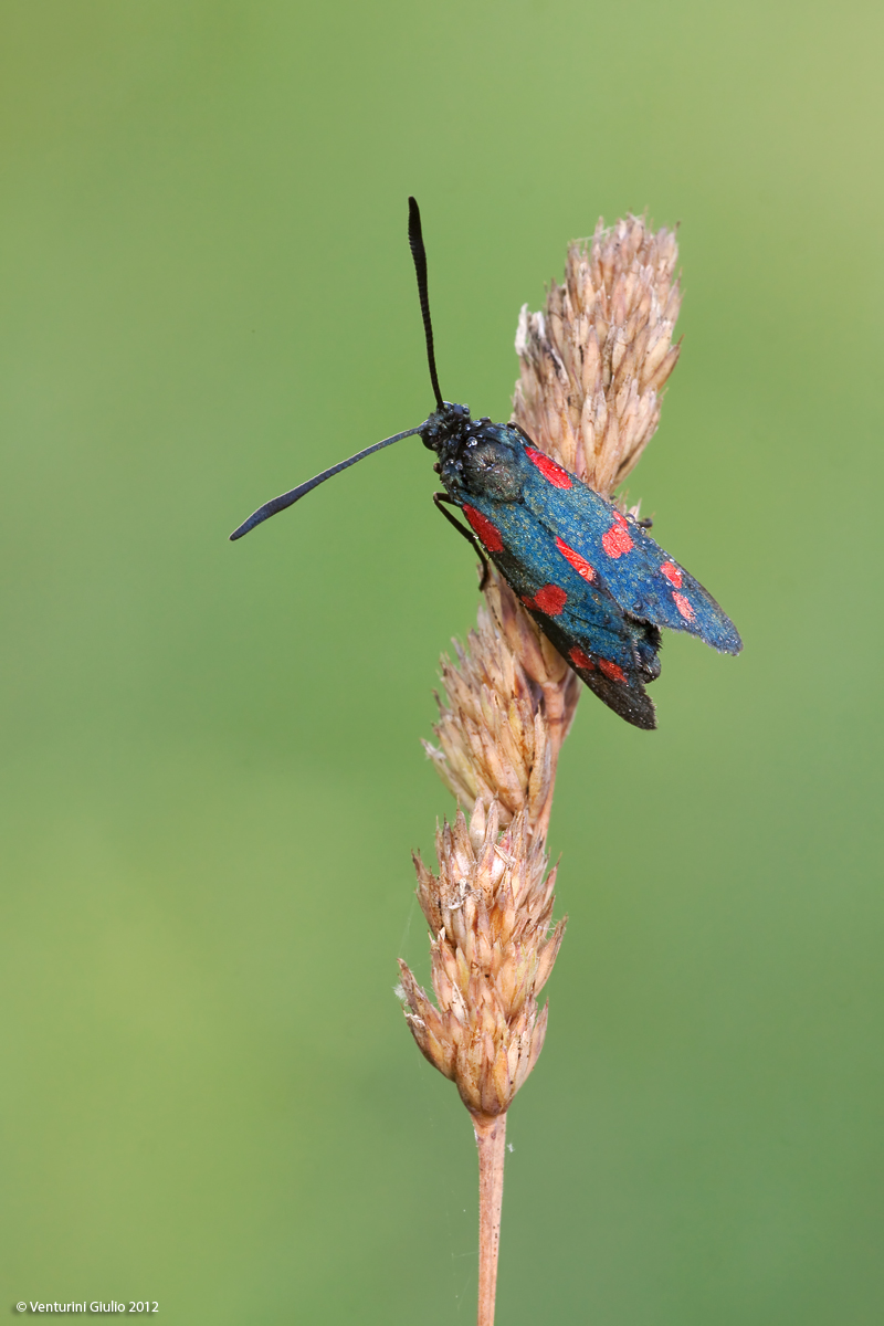 Zygaena Filipendulae