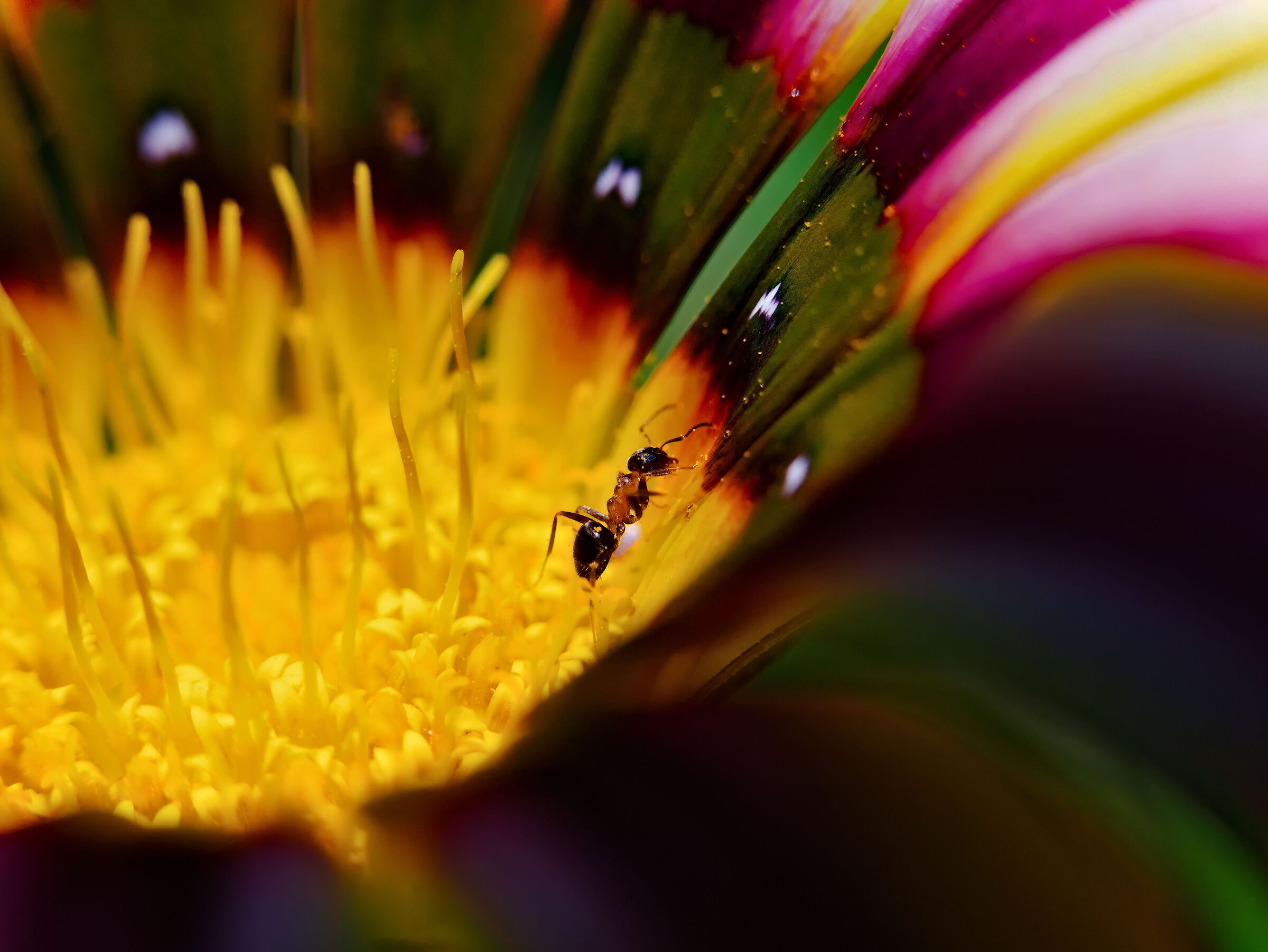 Ant on flower