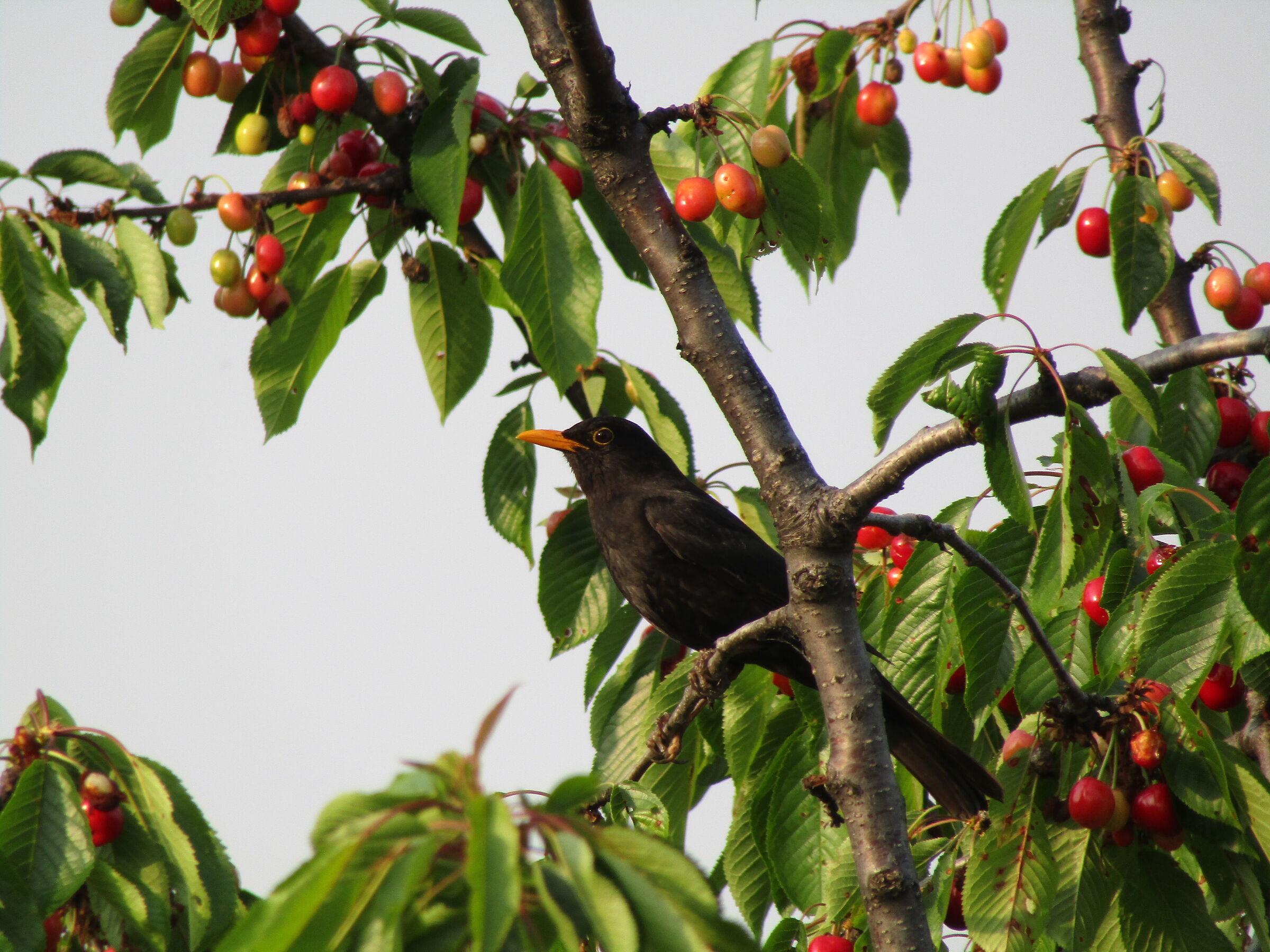 Merlo (Turdus Merula)