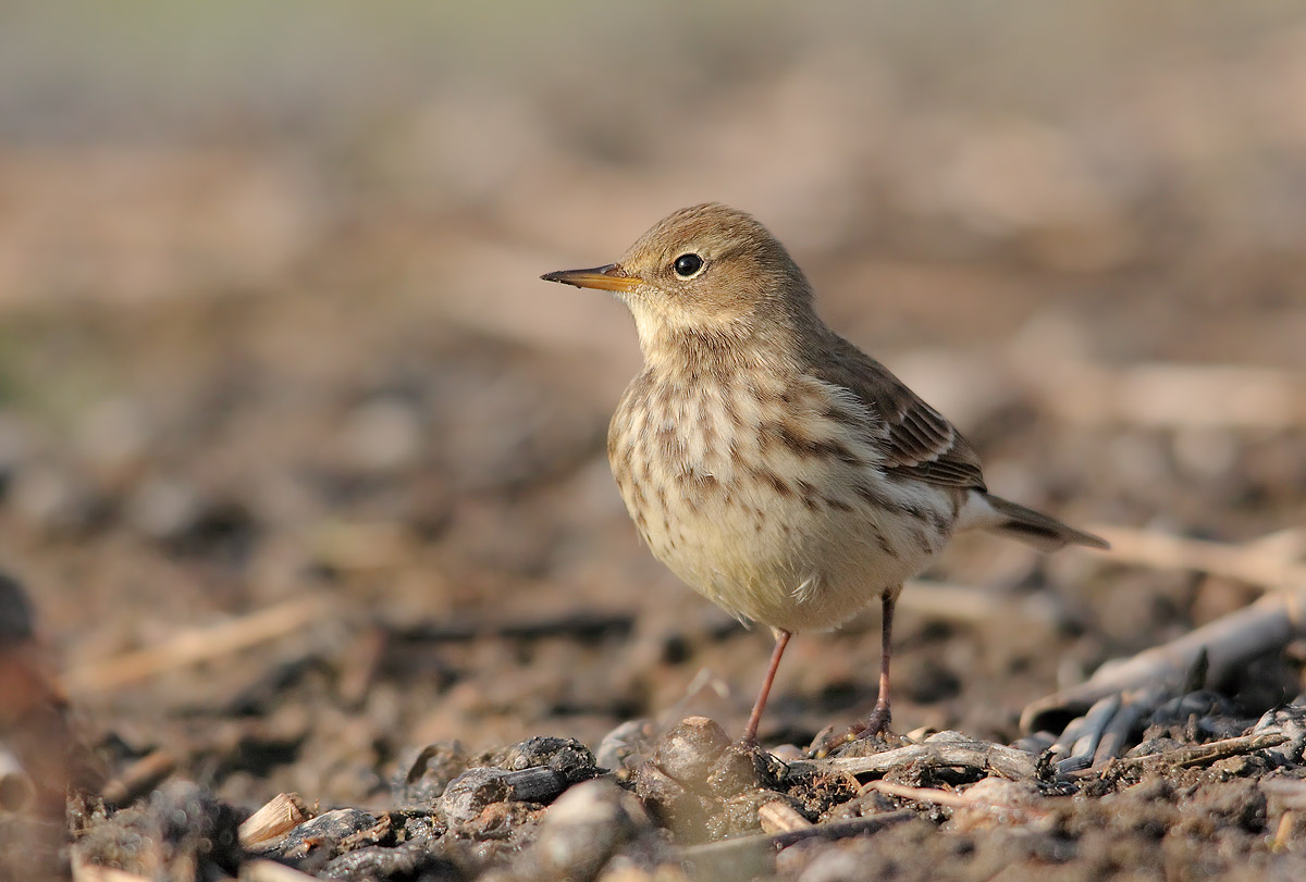 pipit