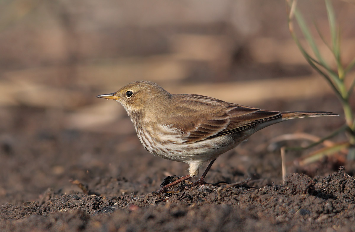 pipit