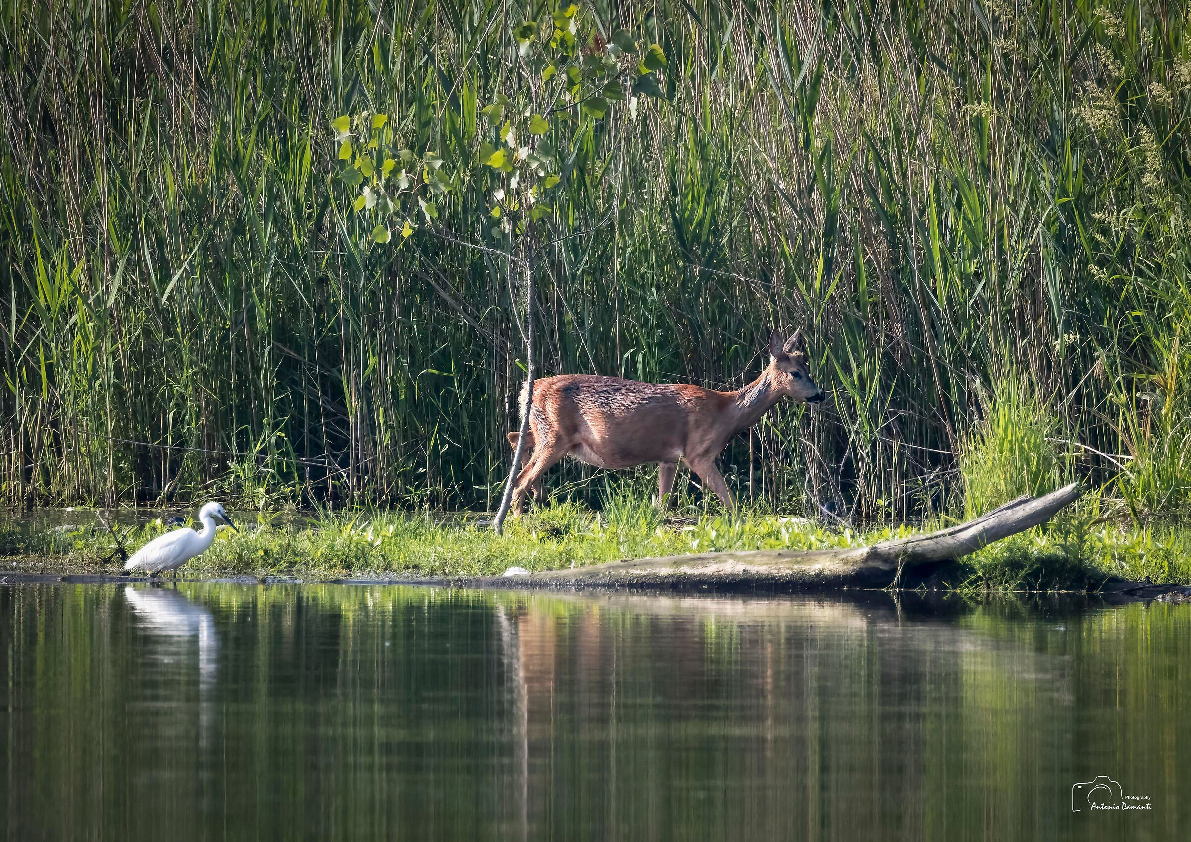The roe deer and the egret