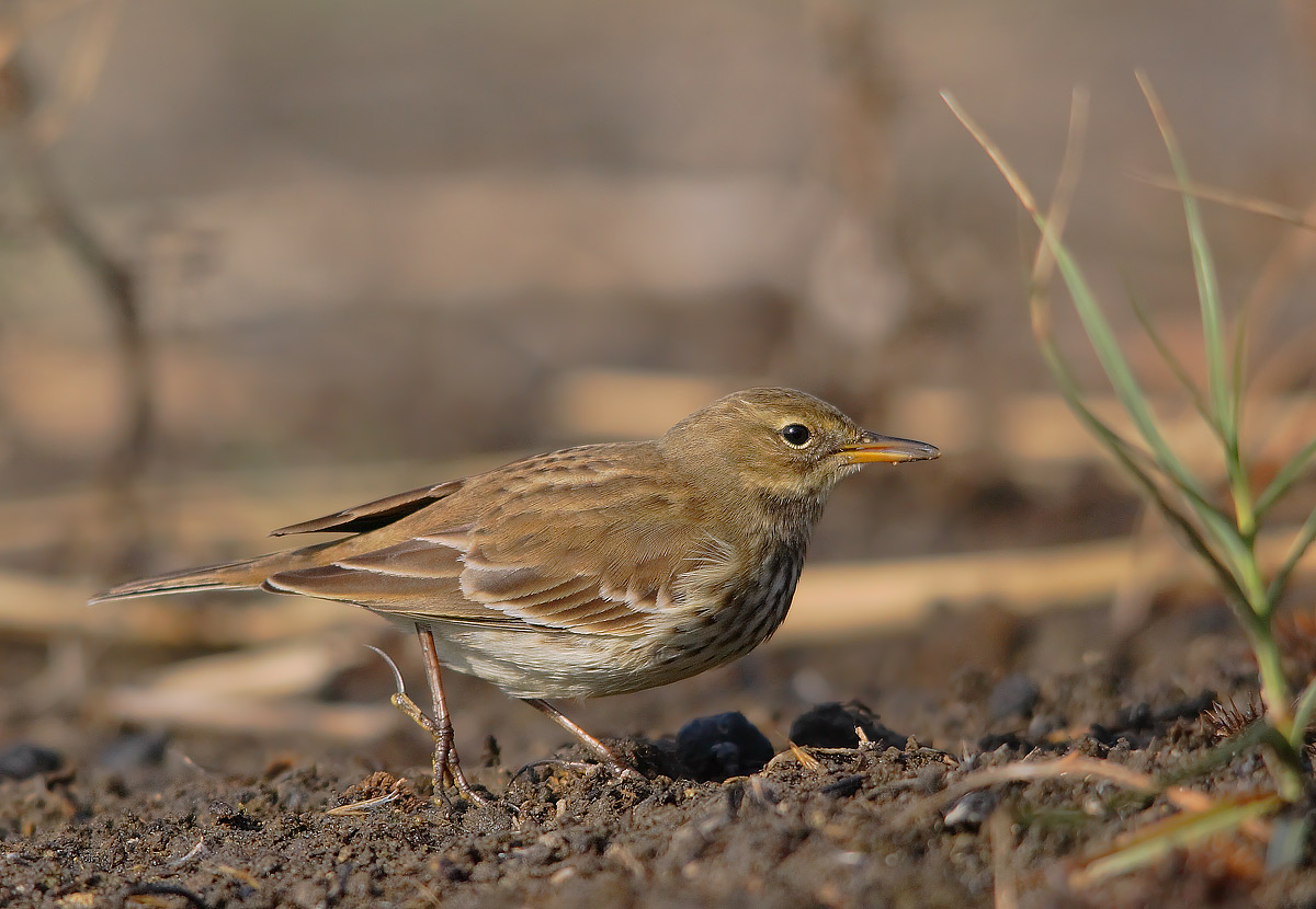 pipit